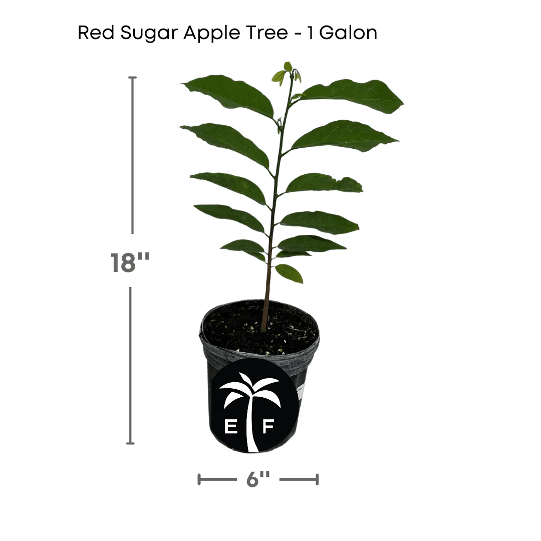Red Sugar Apple, Sweetsop, Annona Tree - Image 7