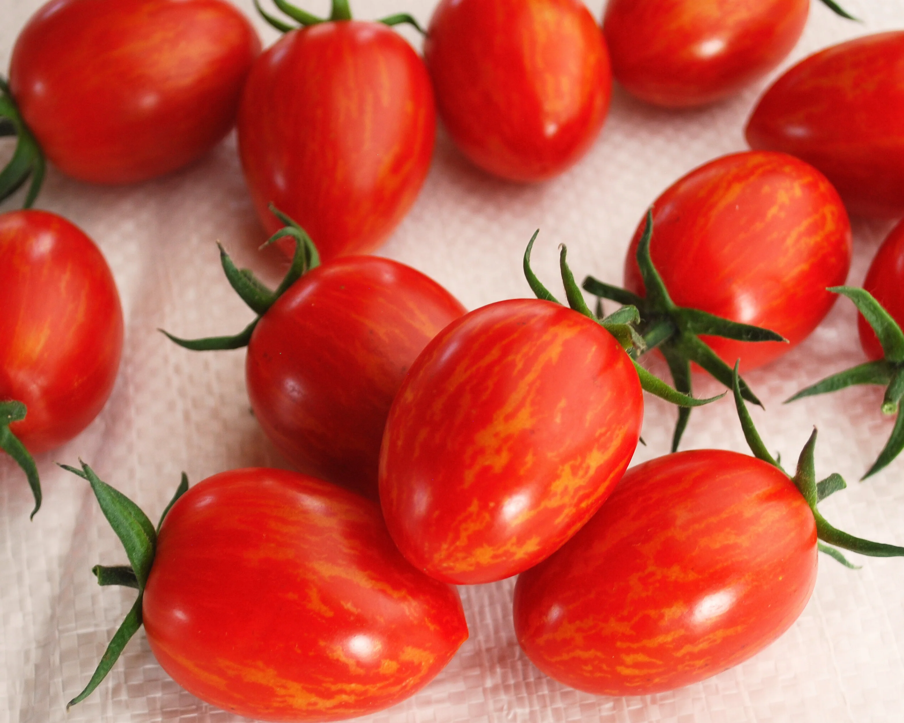 Red Torch Hybrid Tomato Seeds - Image 2