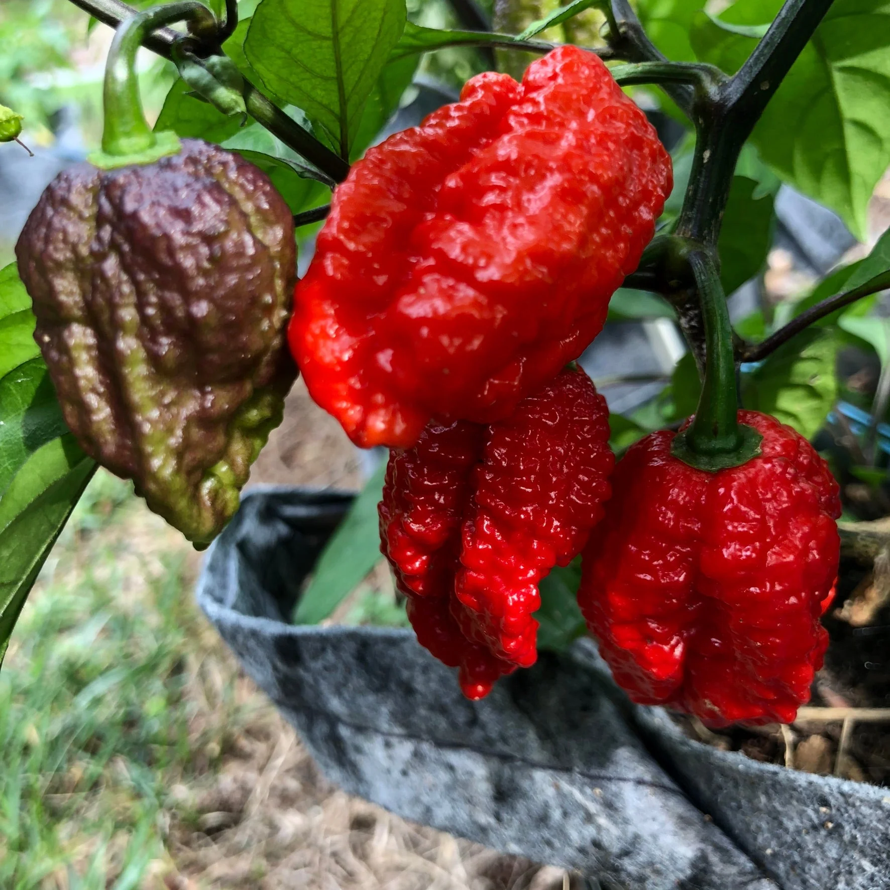 Redgum TigerMAMP x Chocolate Nagabrains - Seeds - Image 2