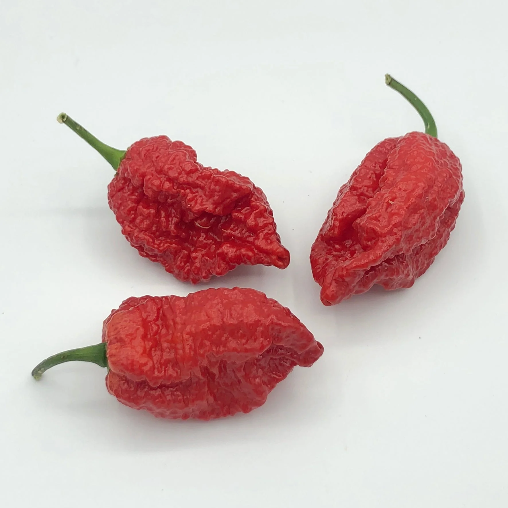 Redgum TigerMAMP x Chocolate Nagabrains - Seeds - Image 3