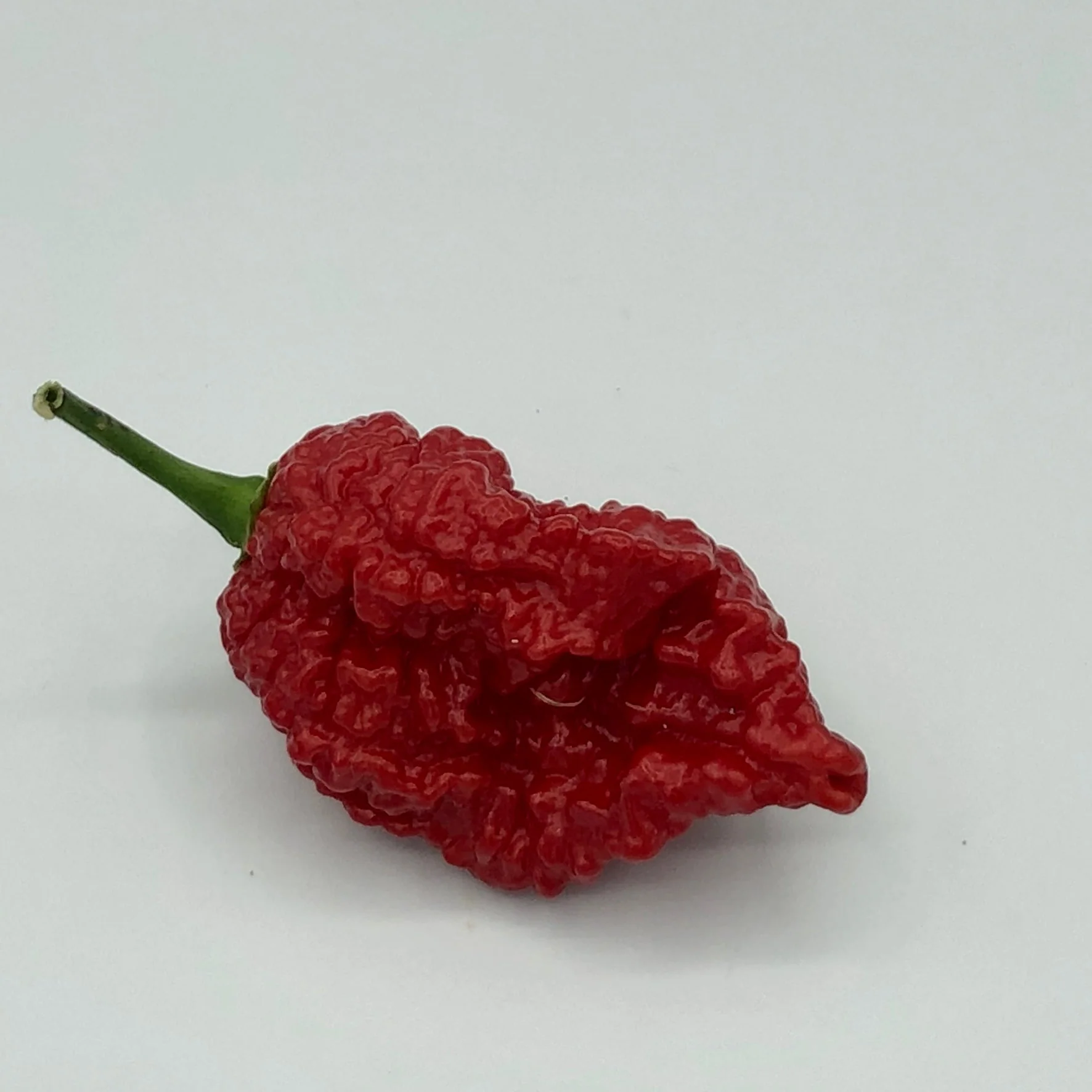 Redgum TigerMAMP x Chocolate Nagabrains - Seeds - Image 4