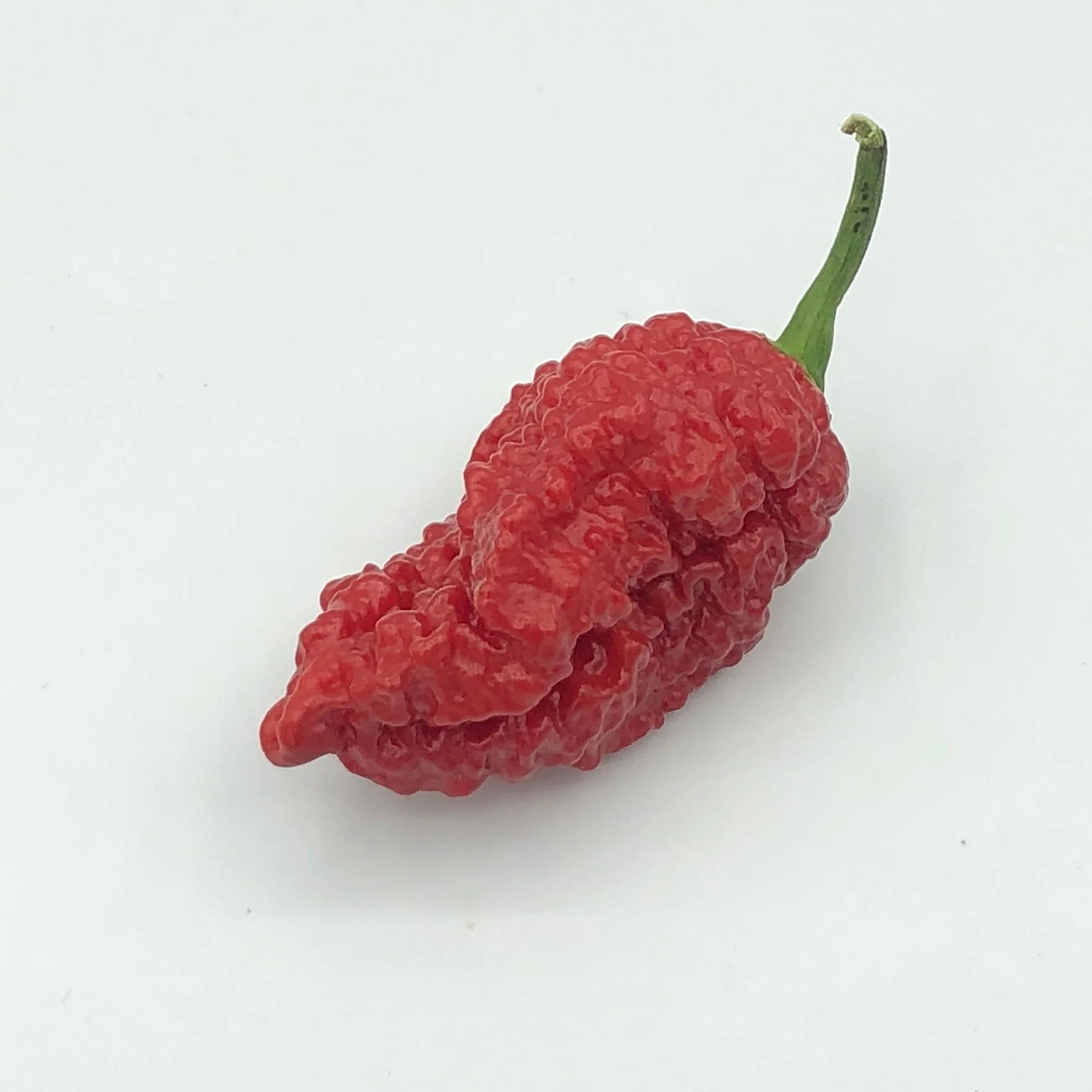 Redgum TigerMAMP x Chocolate Nagabrains - Seeds - Image 5