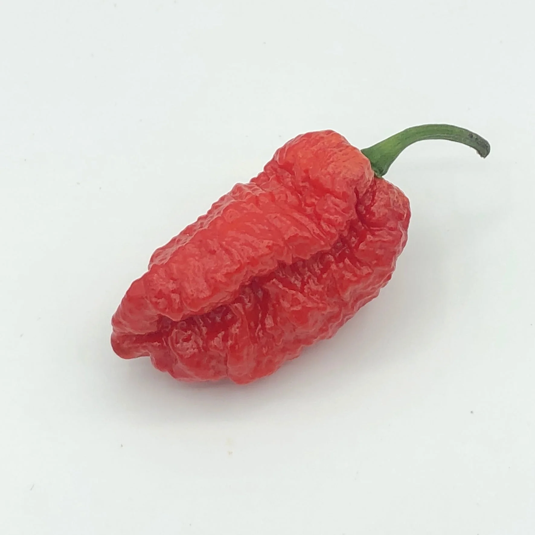 Redgum TigerMAMP x Chocolate Nagabrains - Seeds - Image 6