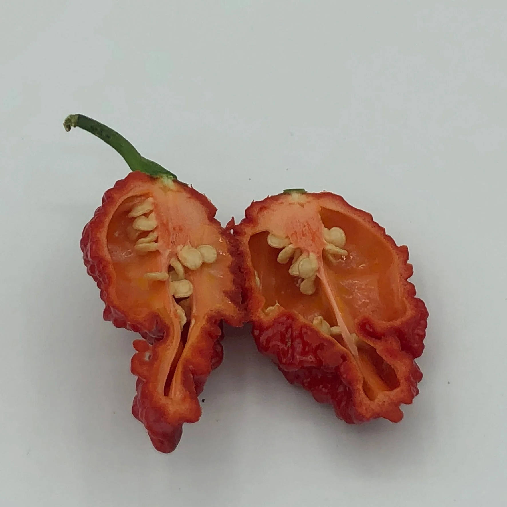 Redgum TigerMAMP x Chocolate Nagabrains - Seeds - Image 7