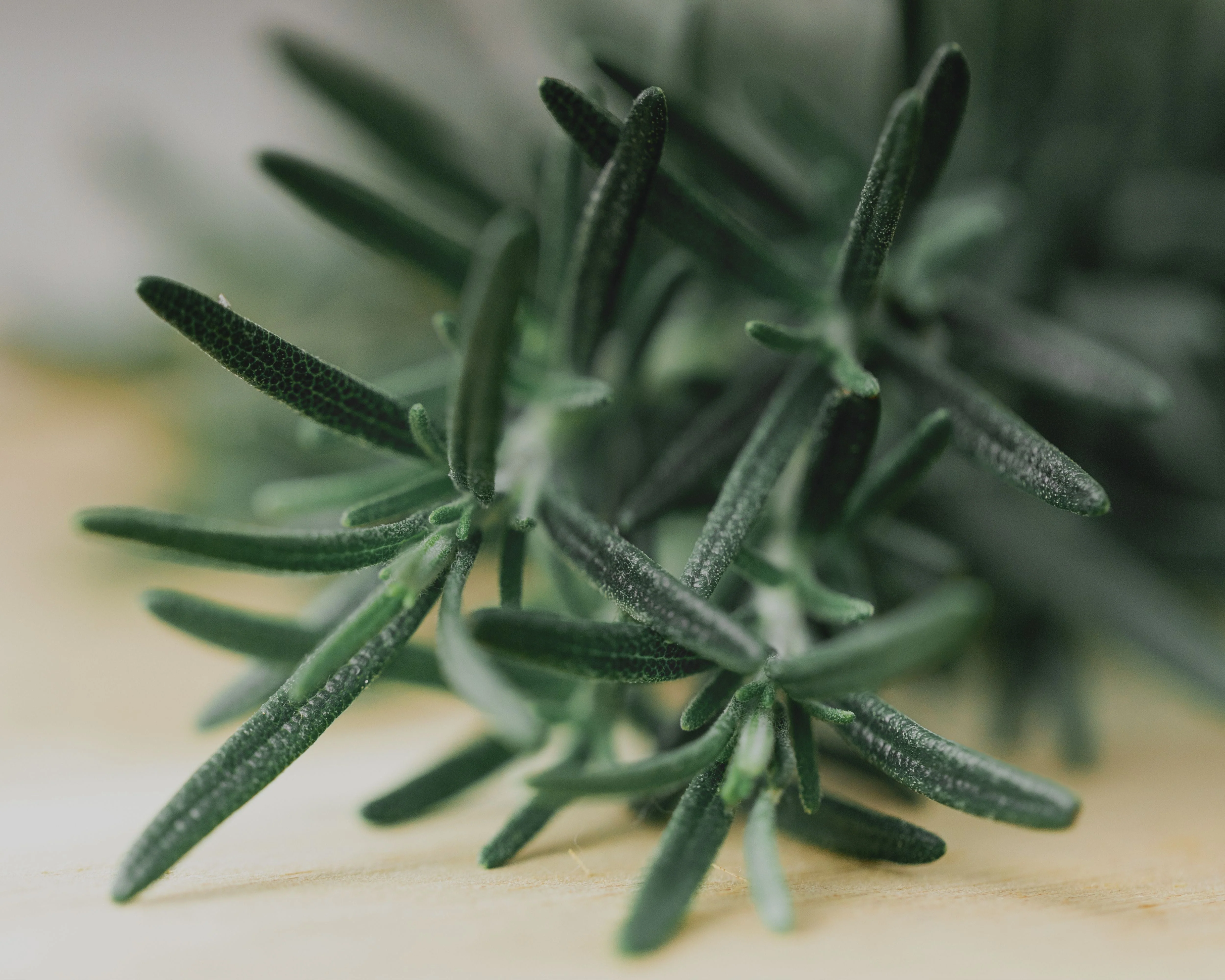 Rosemary Seeds - Image 2
