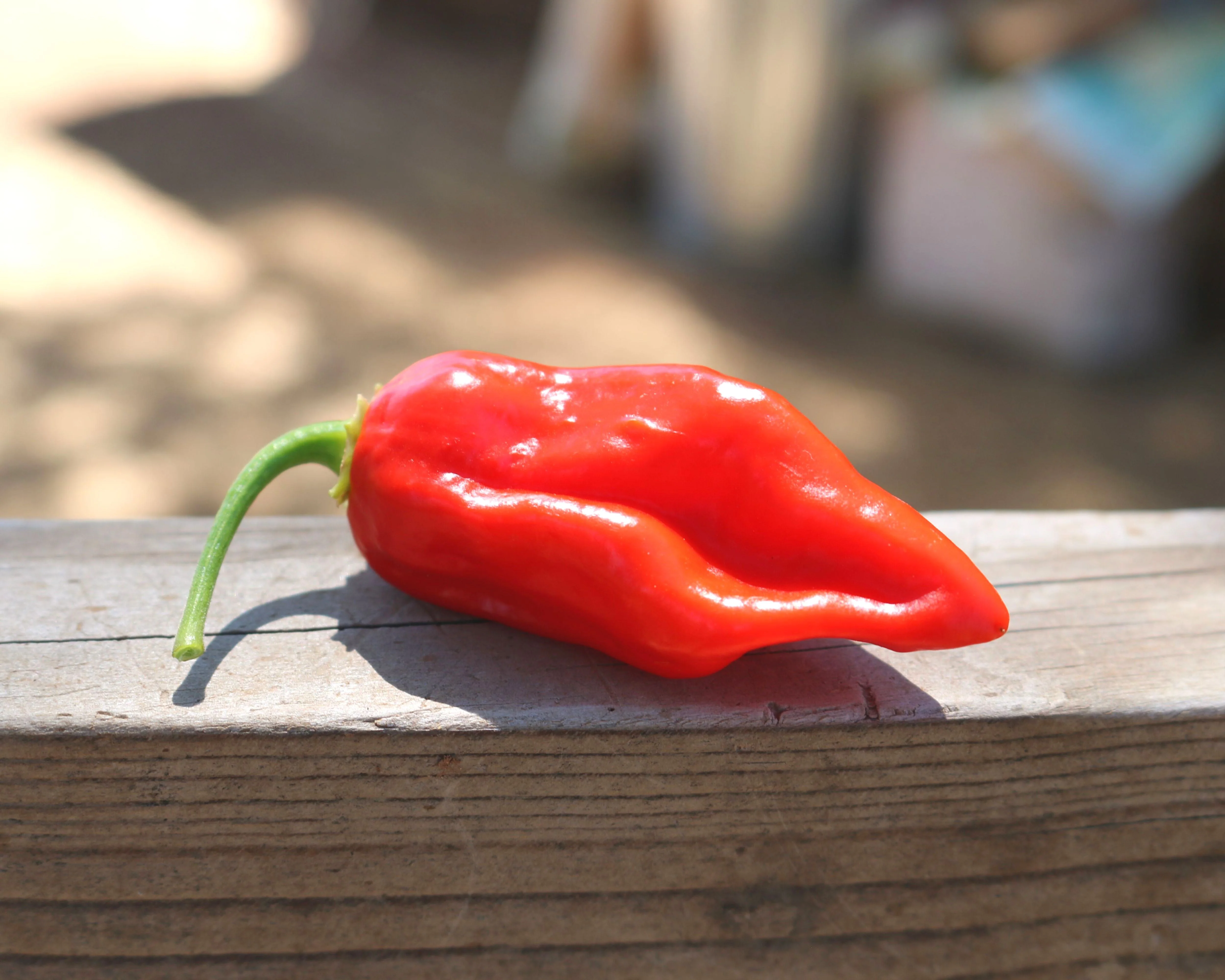 Roulette Habanero Hybrid Pepper Seeds - Image 2