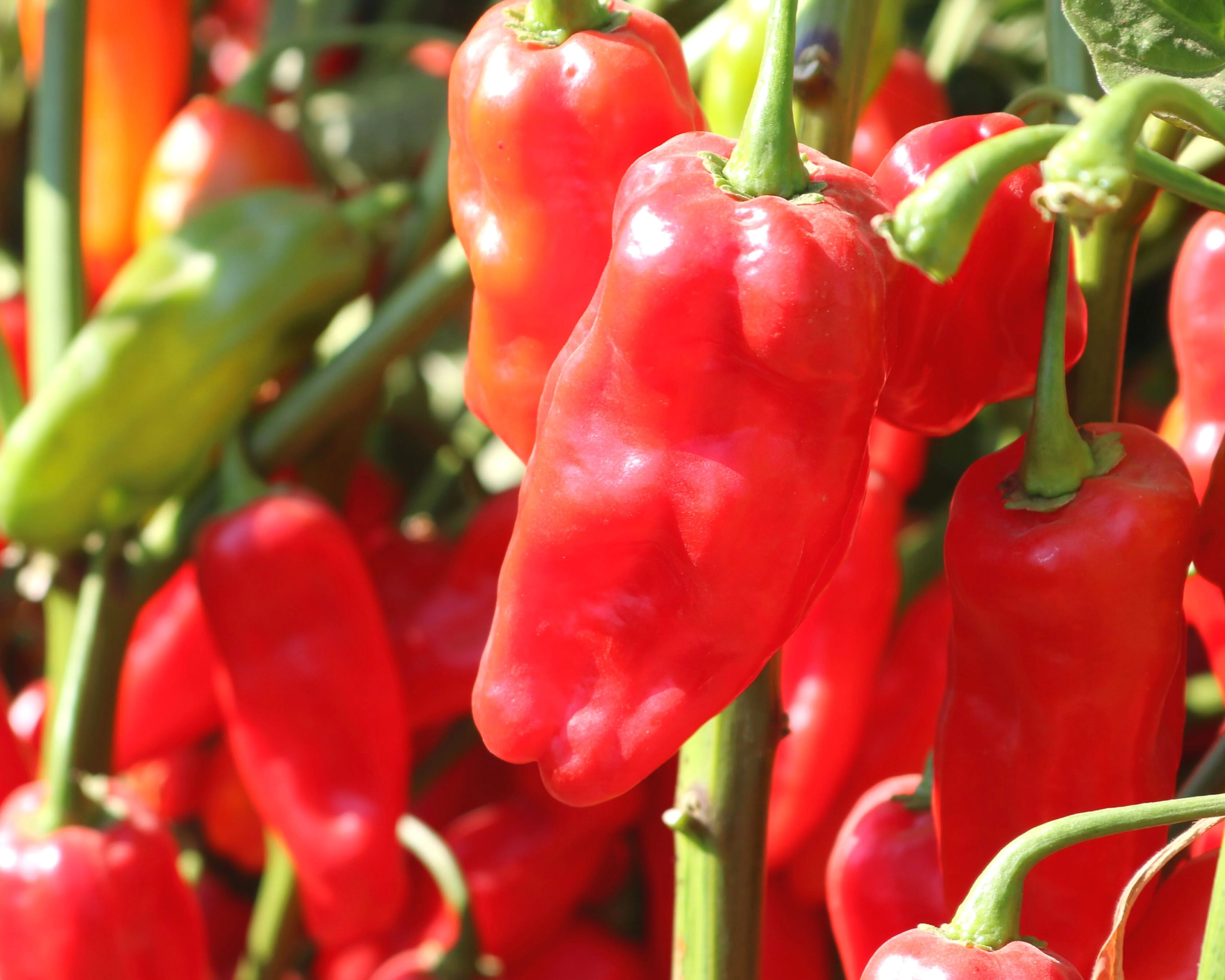 Roulette Habanero Hybrid Pepper Seeds - Image 3