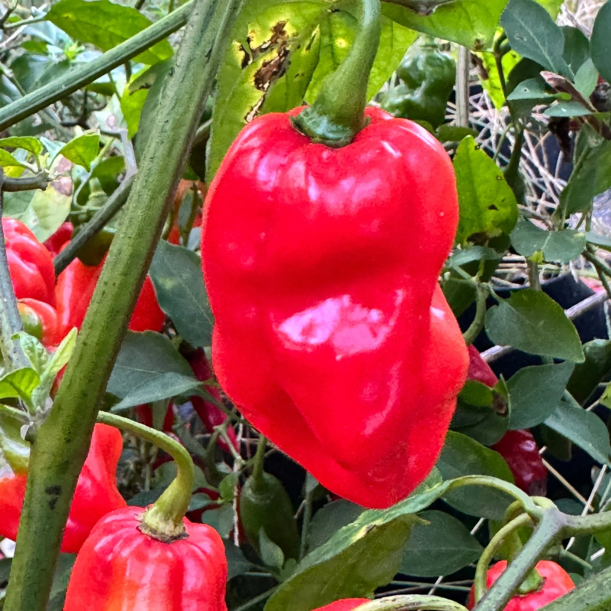 Roulette Habanero - Seeds - Image 2