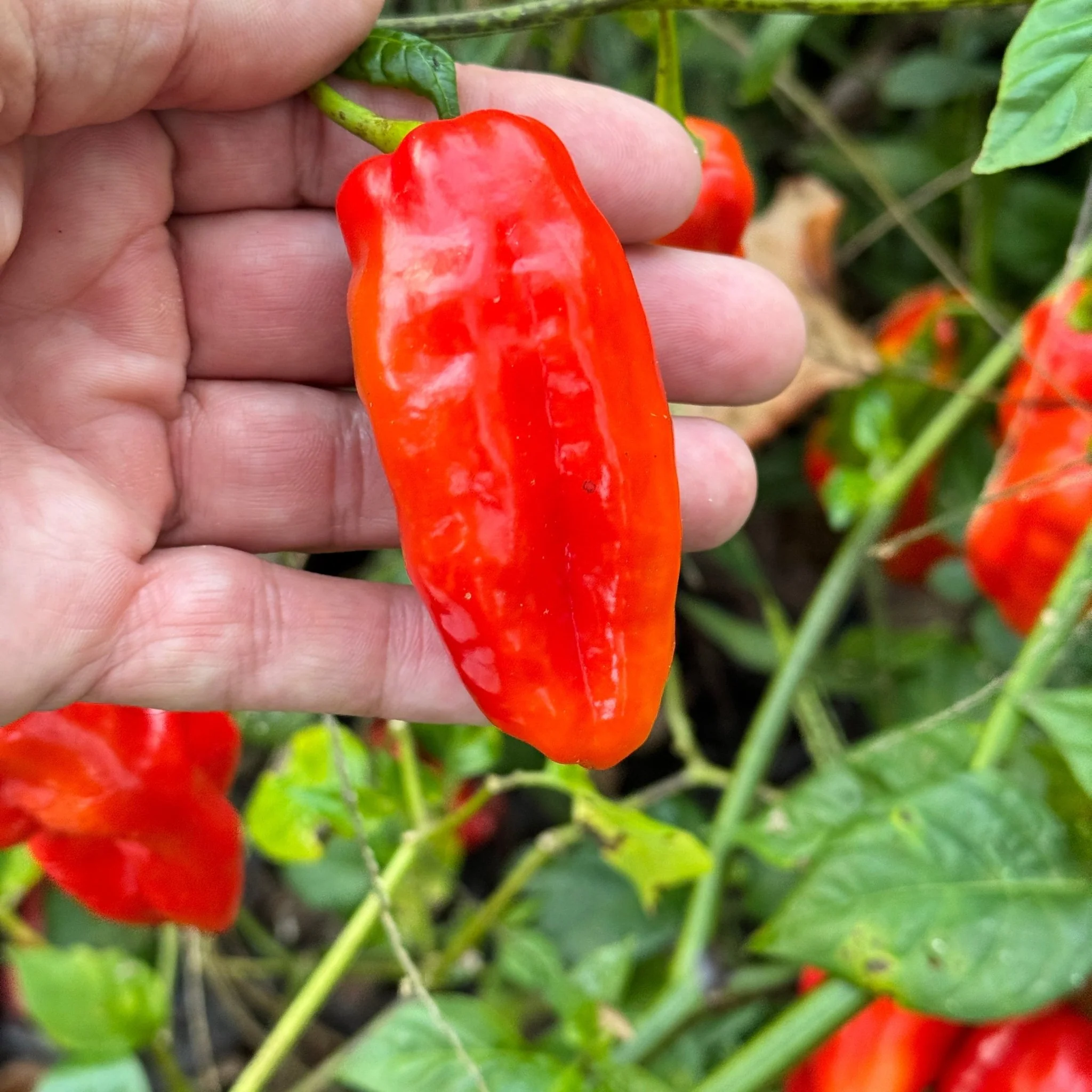 Roulette Habanero - Seeds - Image 3