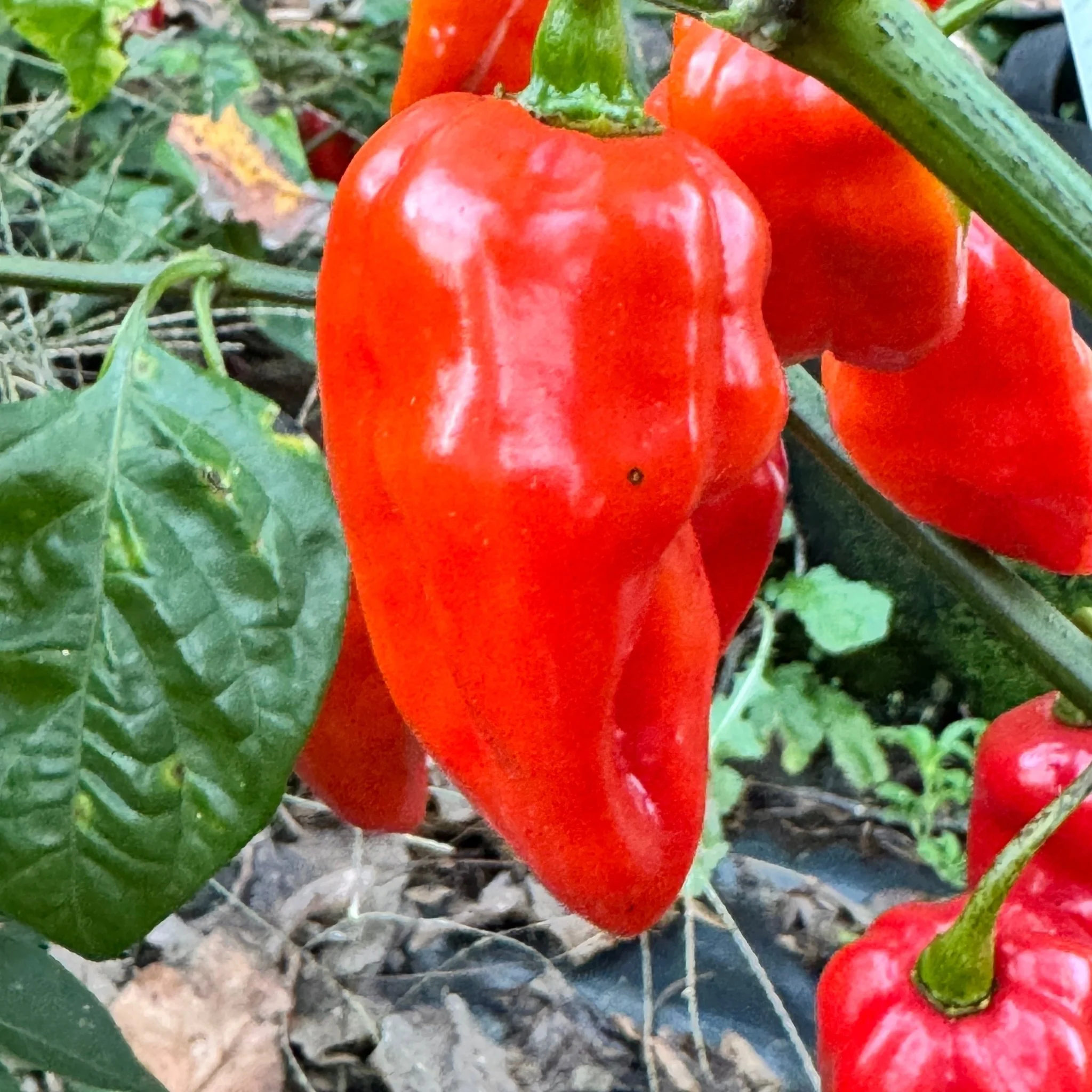 Roulette Habanero - Seeds - Image 4