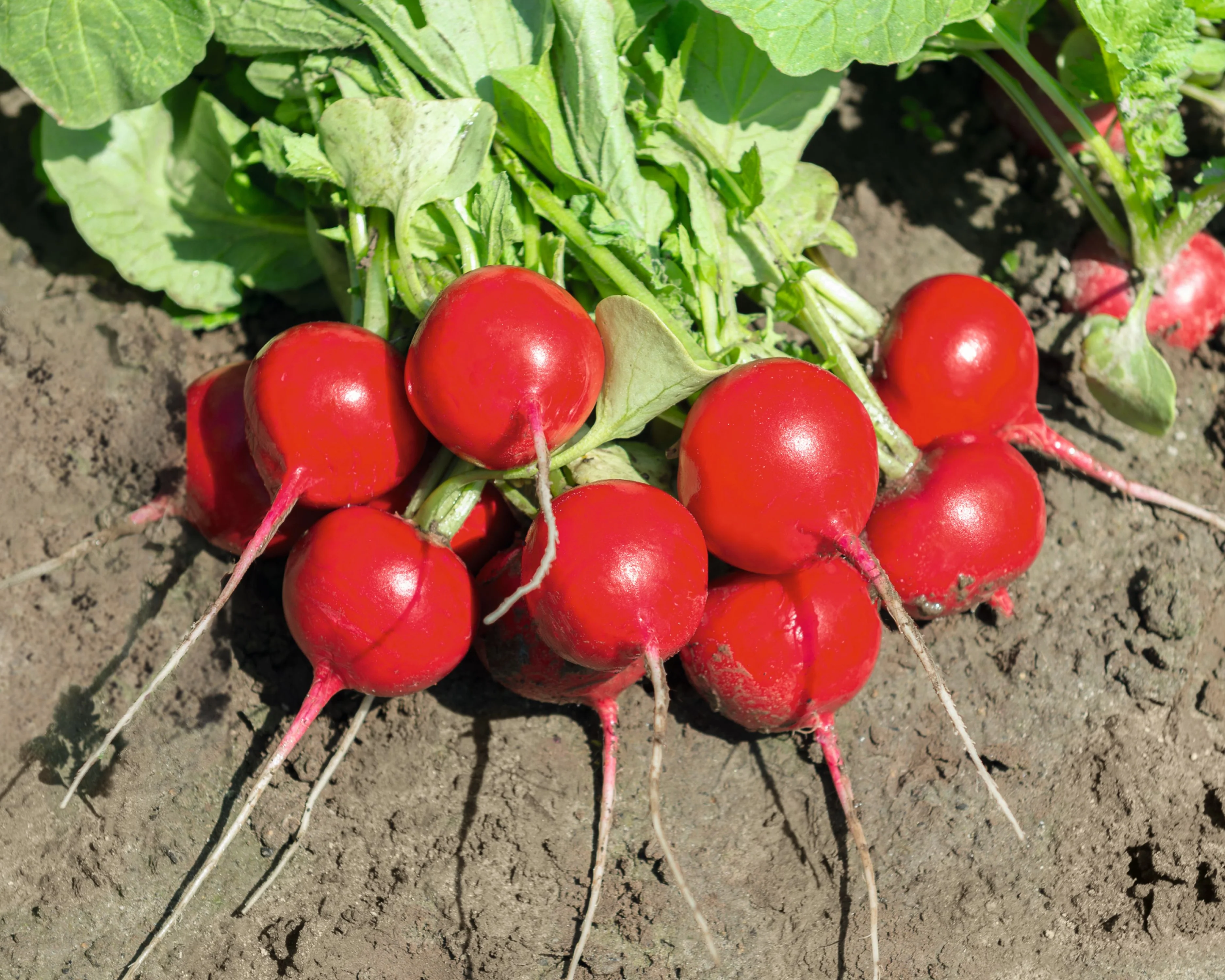 Roxanne Hybrid Radish Seeds - Image 3