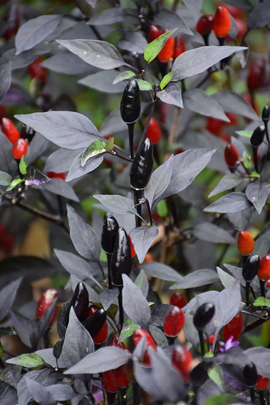 Royal Black Pepper Seeds - Image 2