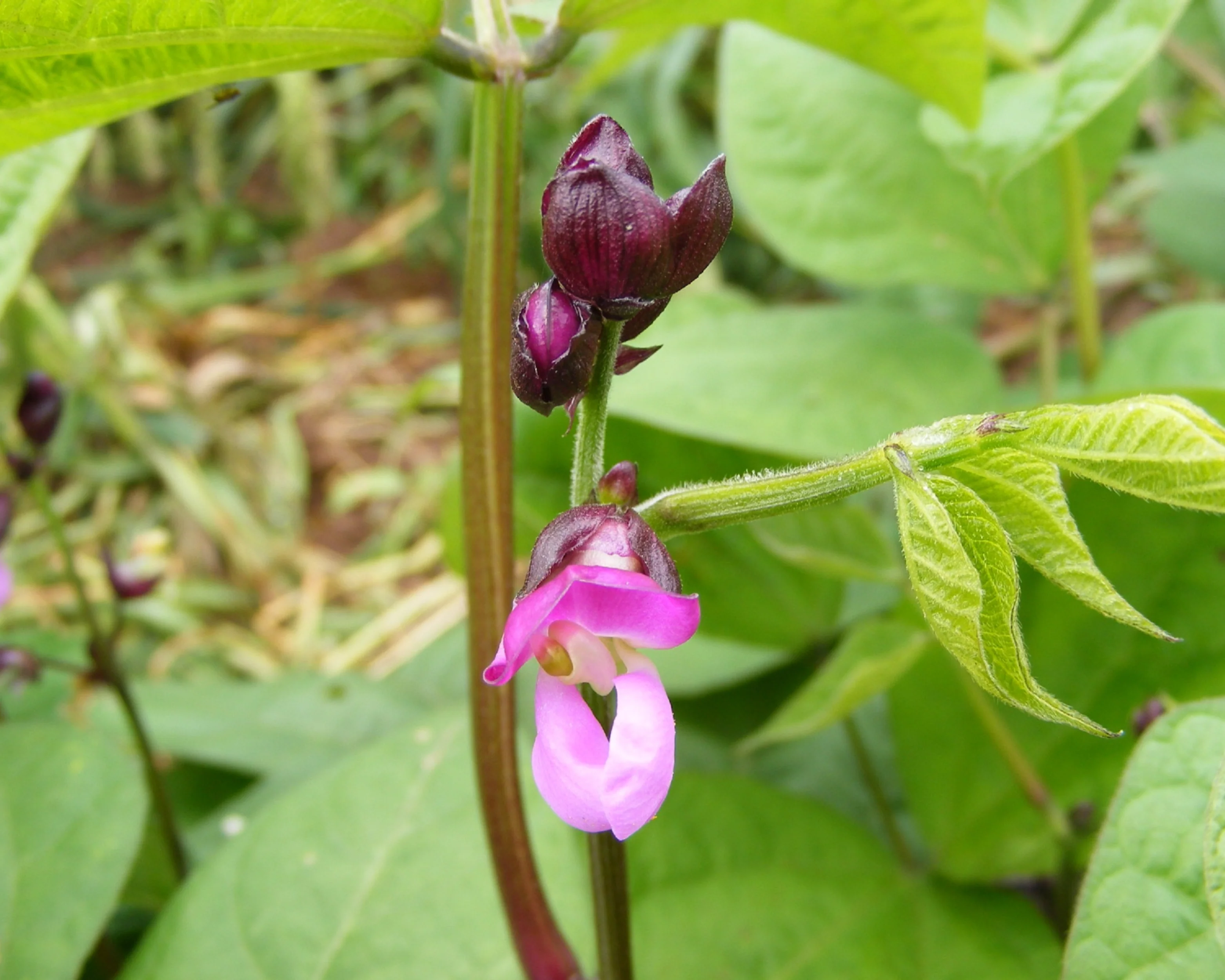 Royal Burgundy Bean - Image 2