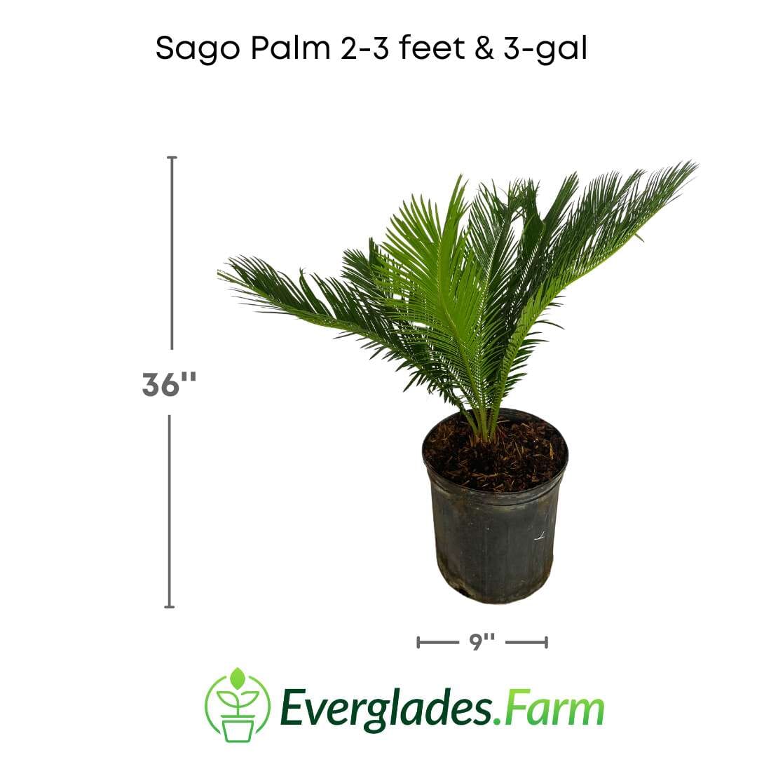Sago Palm Tree  in 3 gal container 3 feet tall - Image 2