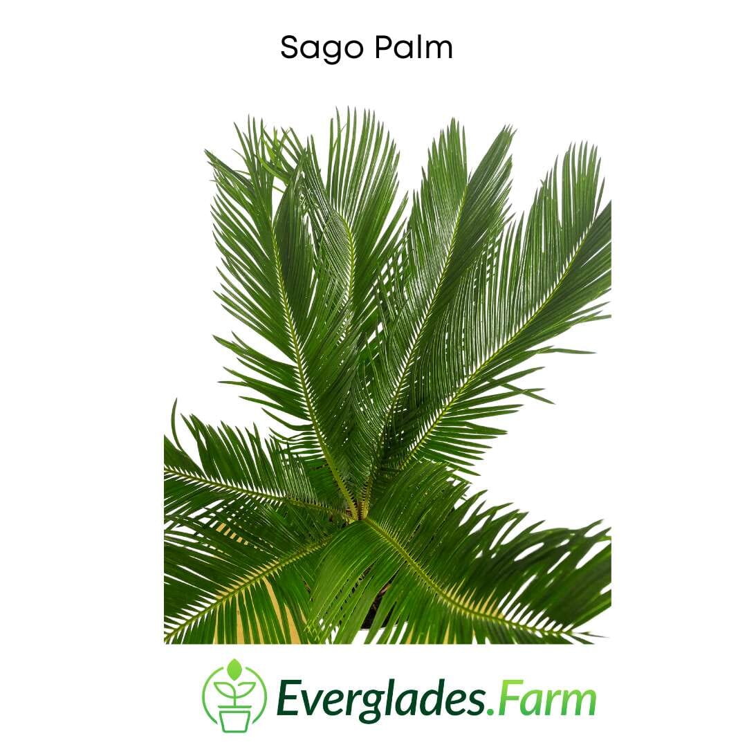 Sago Palm Tree  in 3 gal container 3 feet tall - Image 3