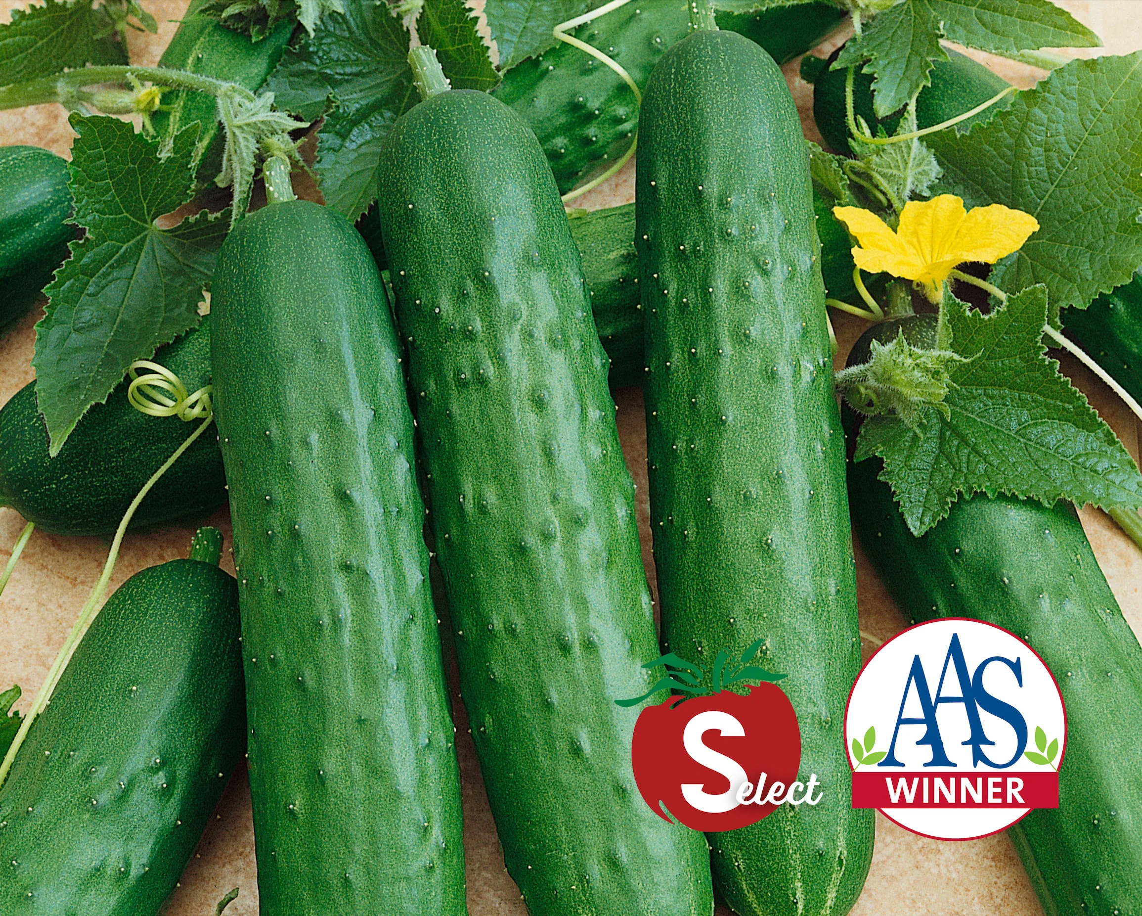 Saladmore Bush Hybrid Cucumber Seeds - Image 2