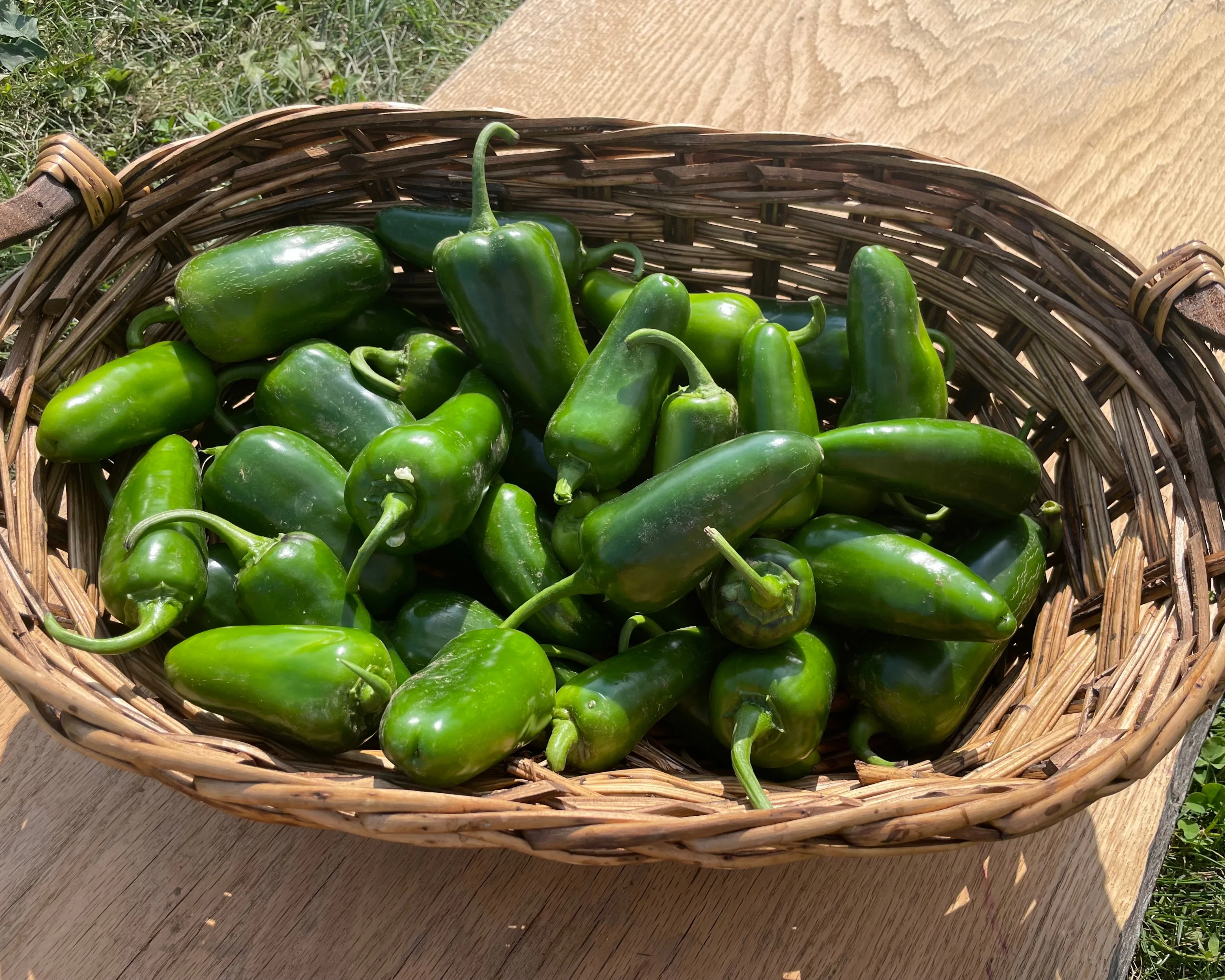 San Joaquin Hybrid Pepper Seeds - Image 2