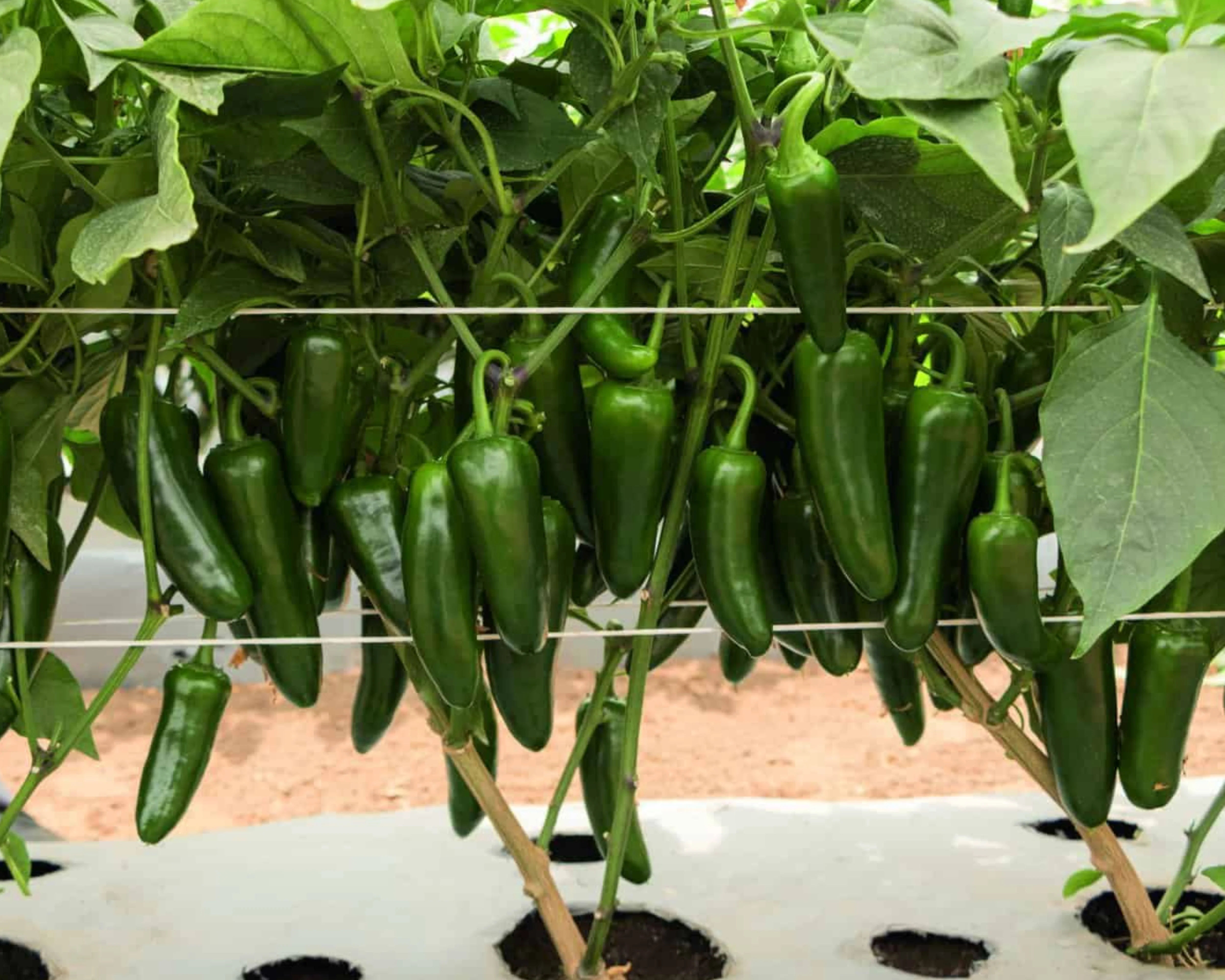 San Joaquin Hybrid Pepper Seeds - Image 3