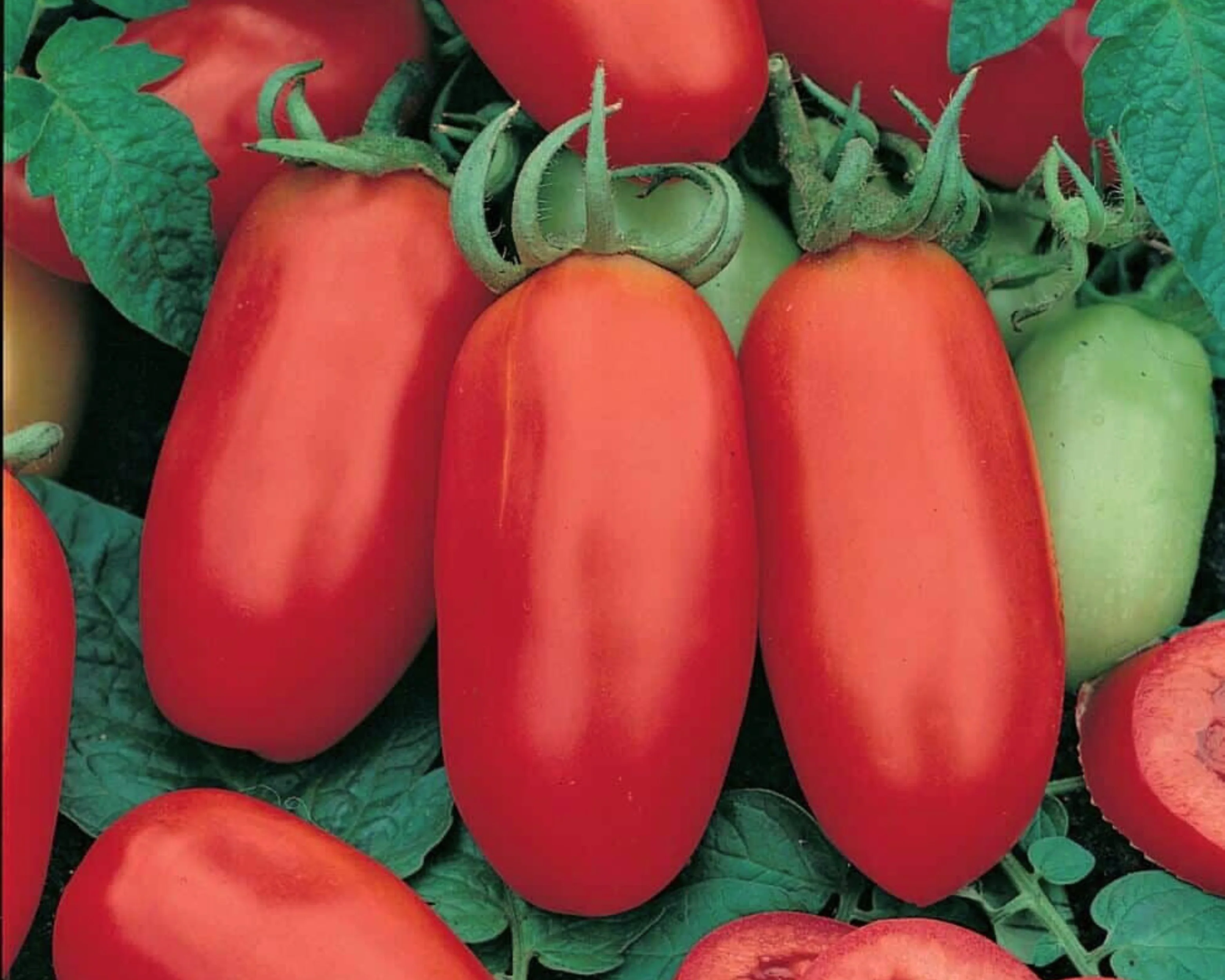 San Marzano Tomato Seeds - Image 2