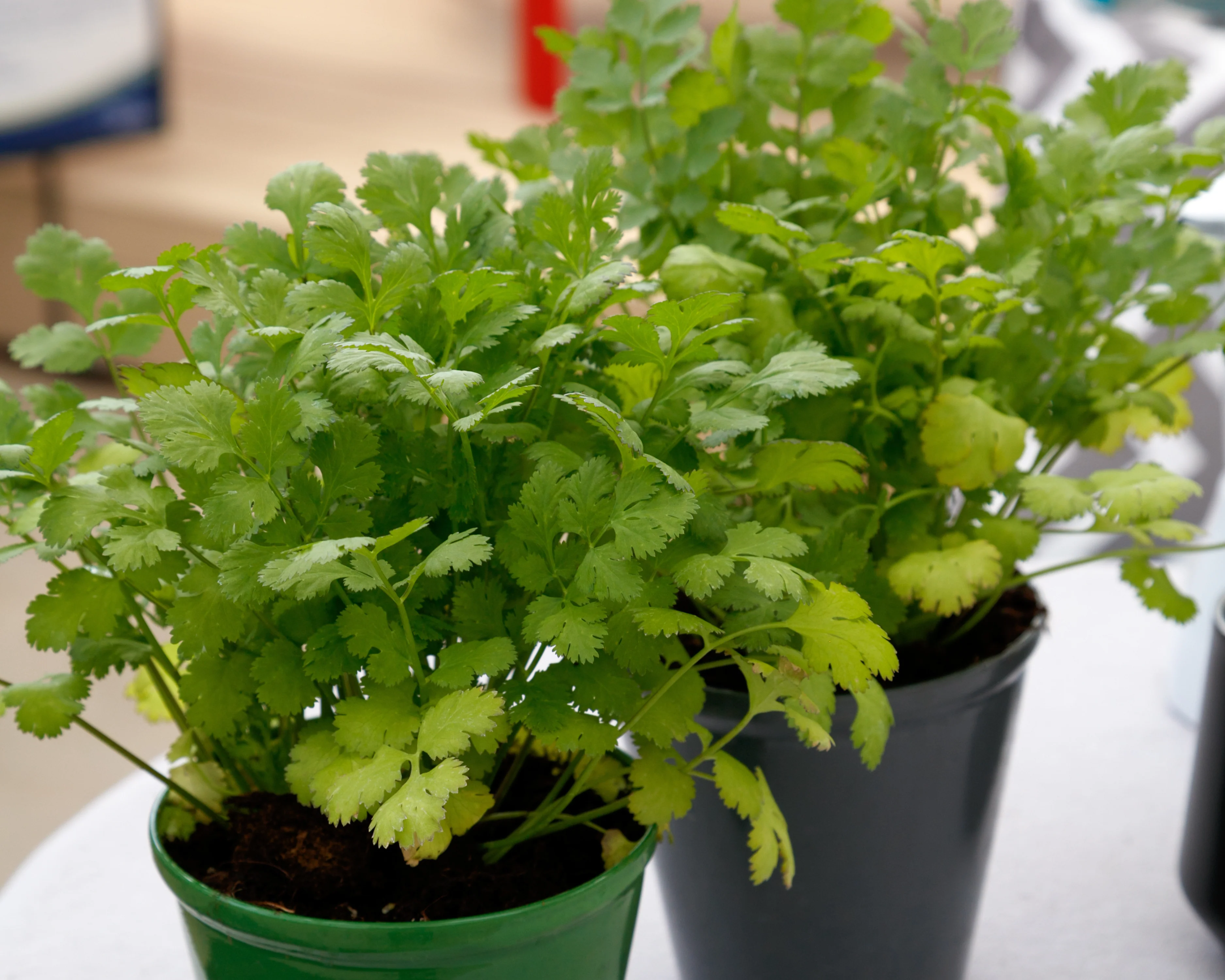 Santo Cilantro Seeds - Image 2