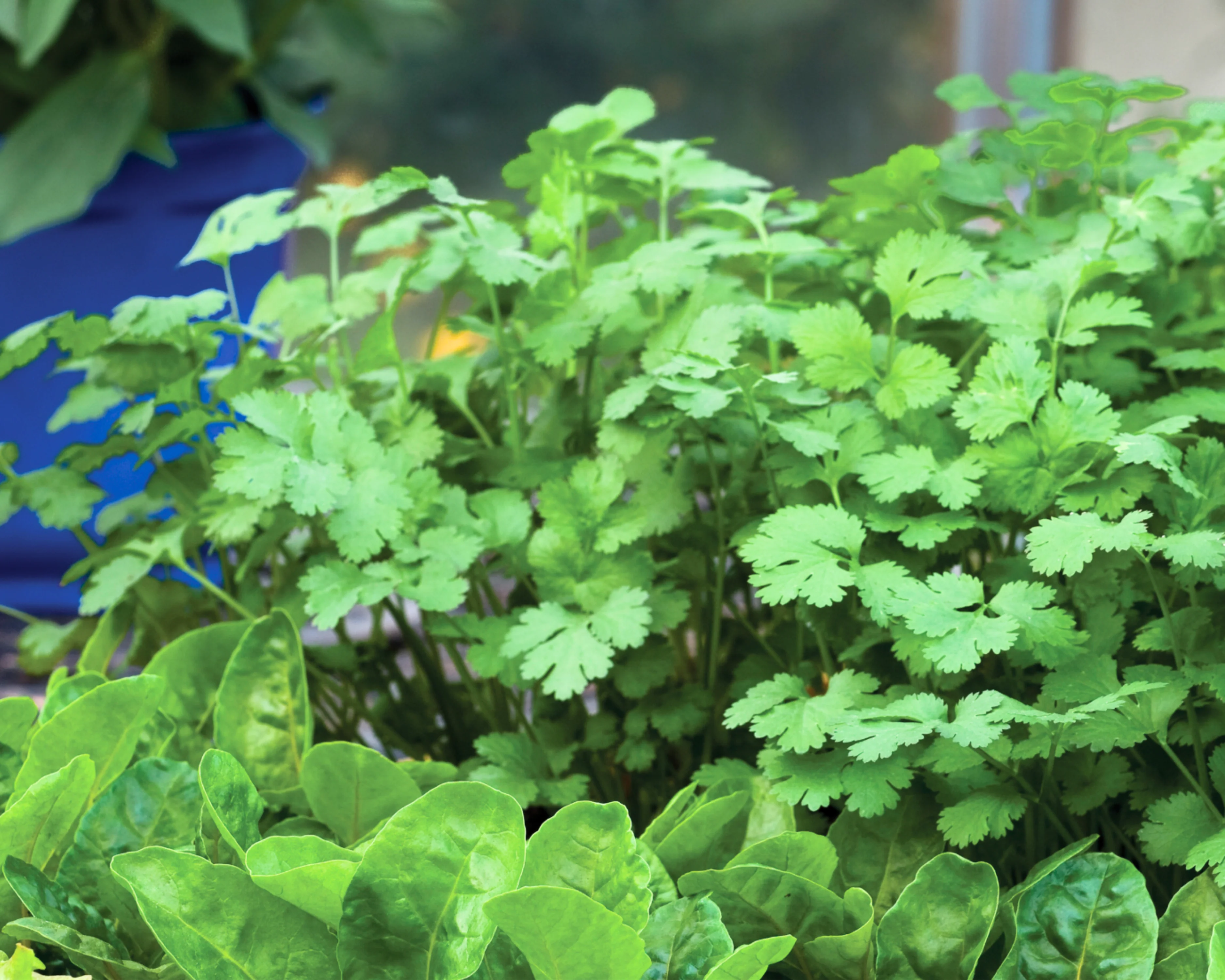 Santo Cilantro Seeds - Image 3