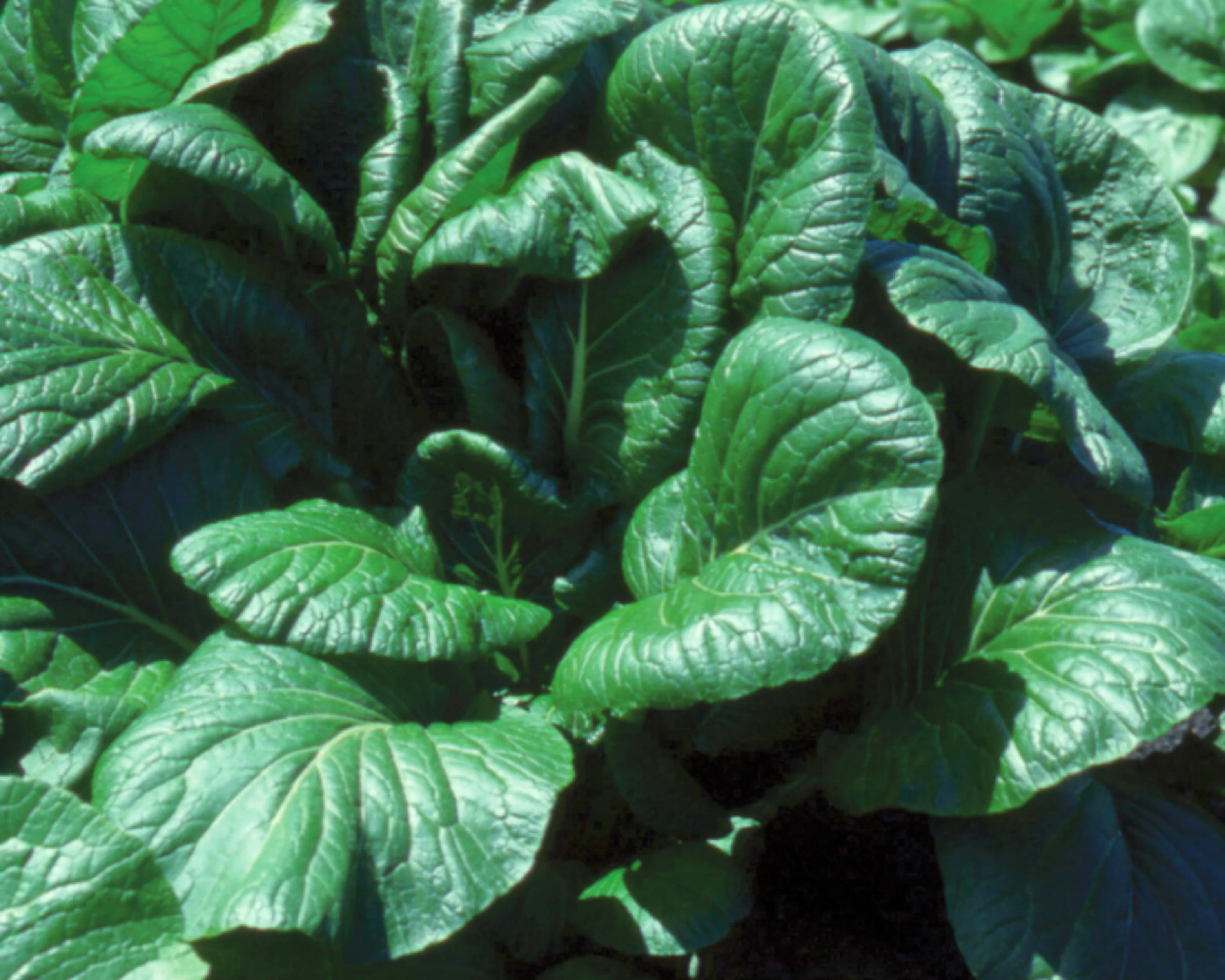 Savanna Hybrid Mustard Green Seeds - Image 2