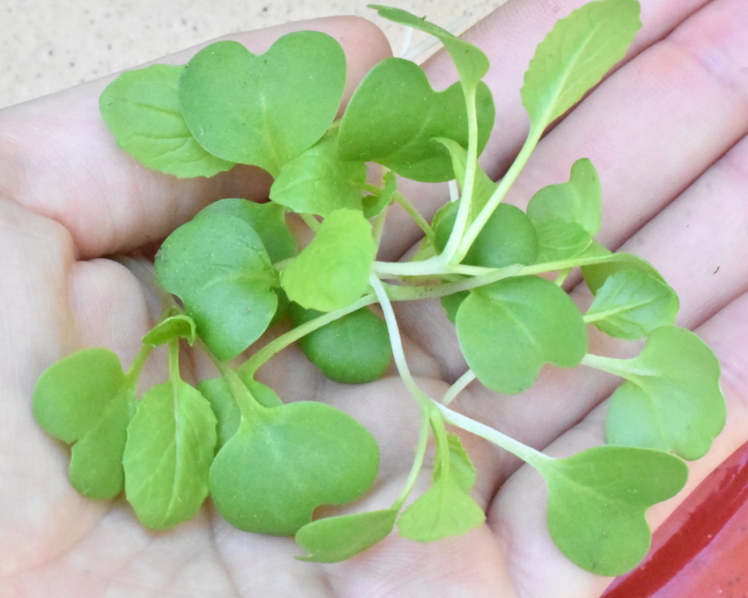 Savanna Hybrid Mustard Green Seeds - Image 3
