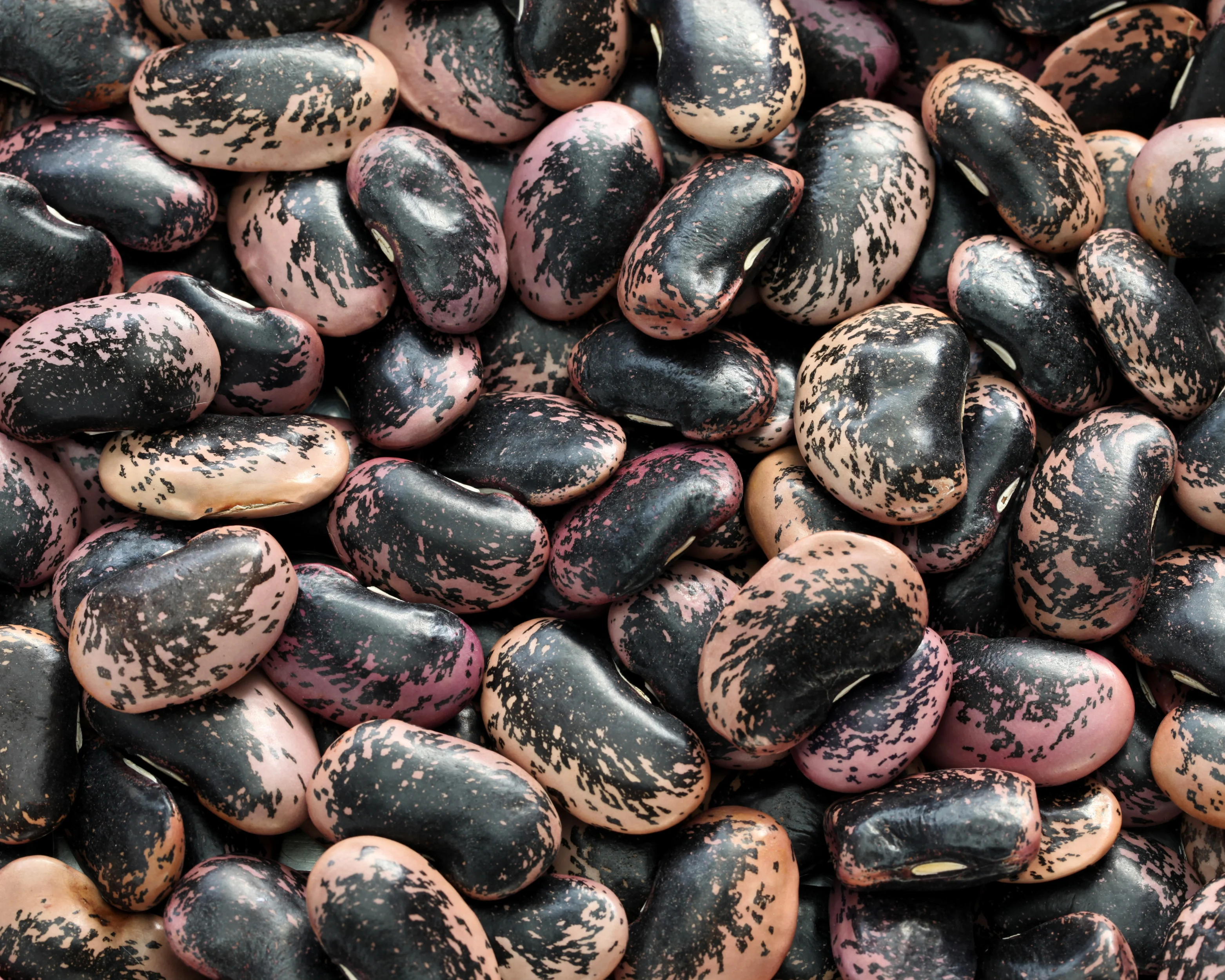 Scarlet Runner Bean - Image 2