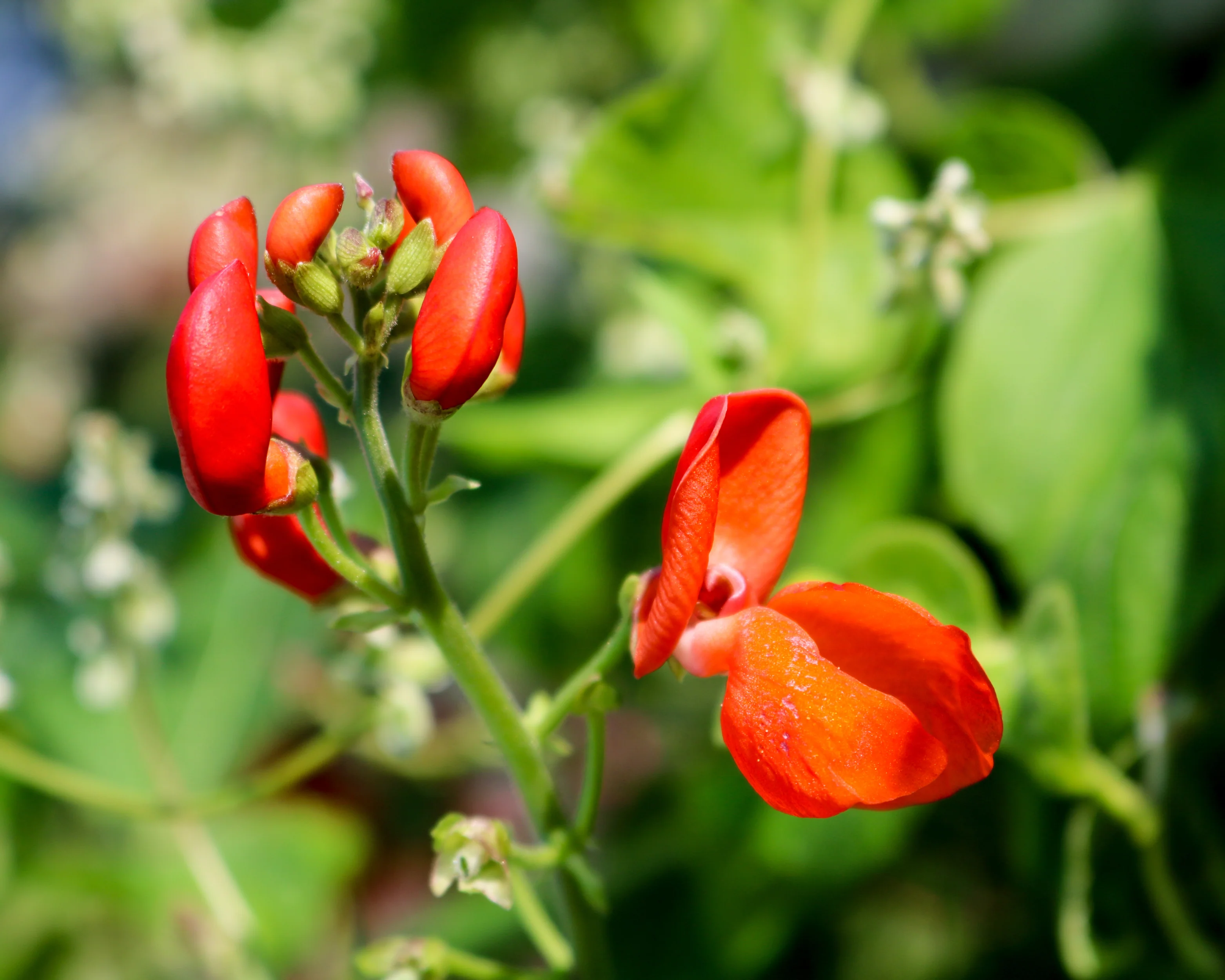 Scarlet Runner Bean - Image 3