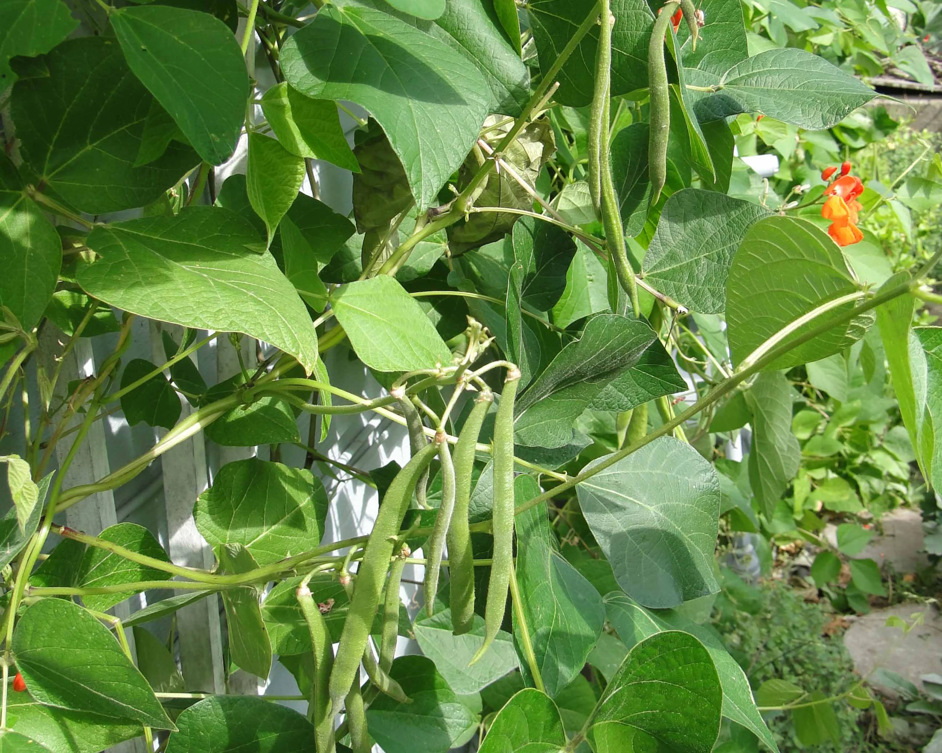 Scarlet Runner Bean - Image 4