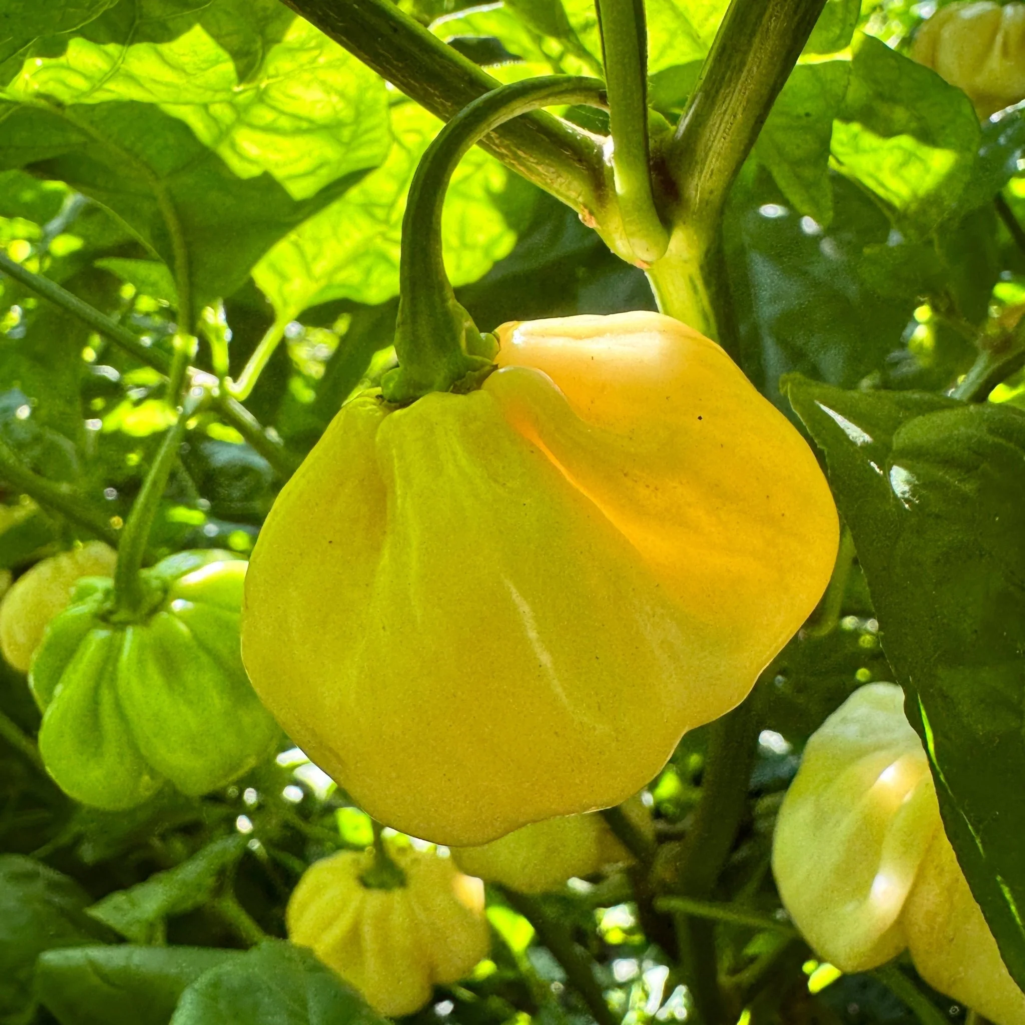 Scotch Bonnet Cream - Seeds - Image 2