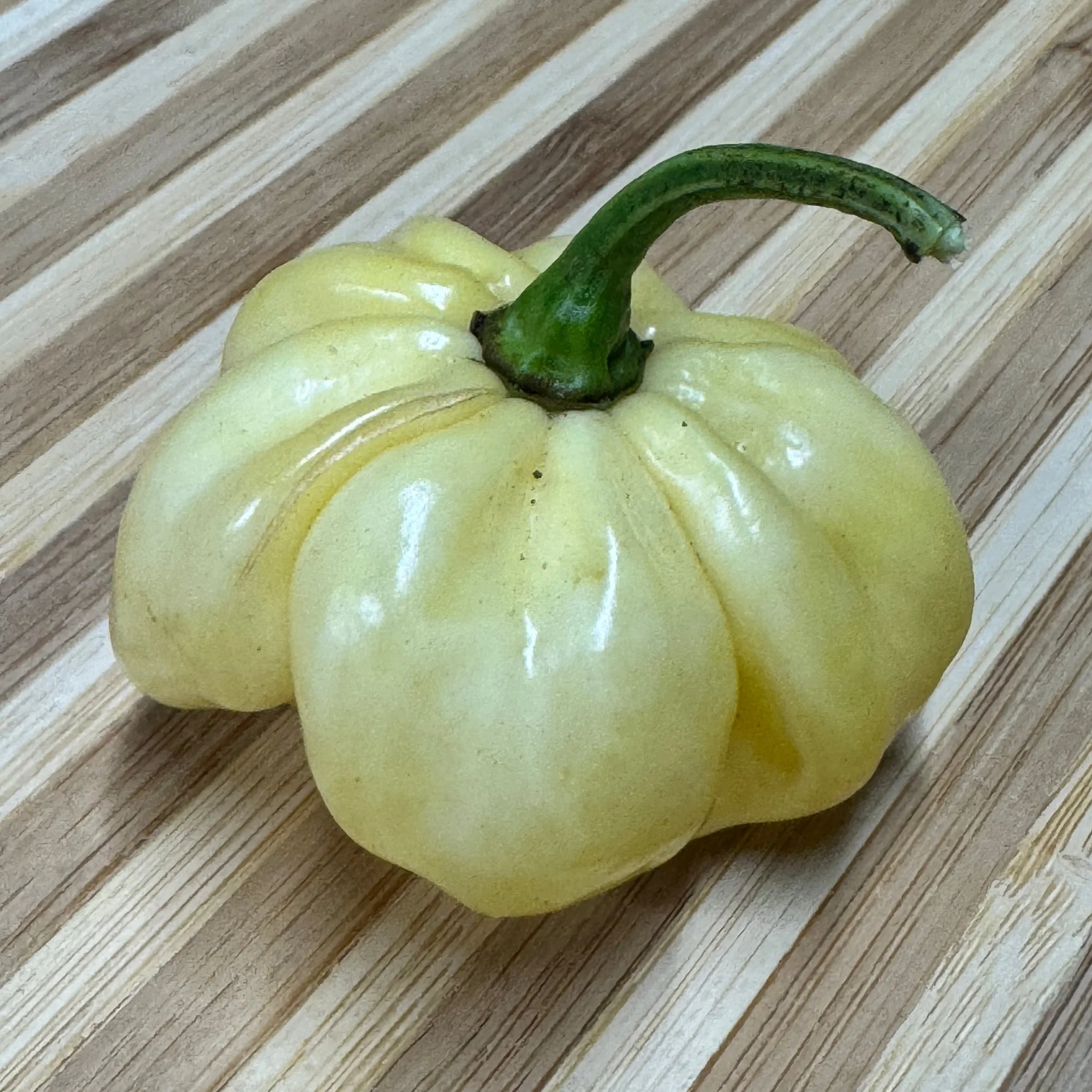 Scotch Bonnet Cream - Seeds - Image 3