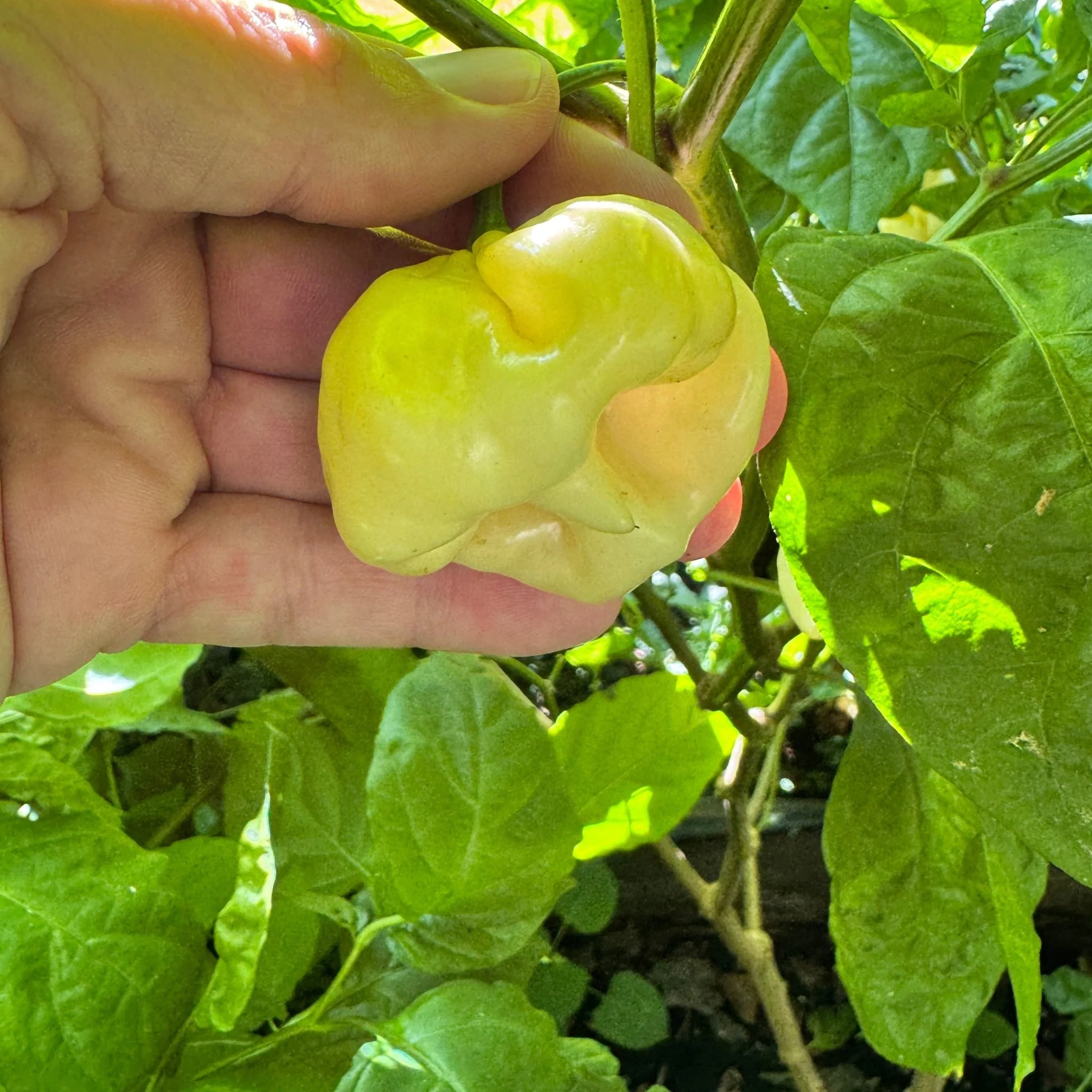 Scotch Bonnet Cream - Seeds - Image 5