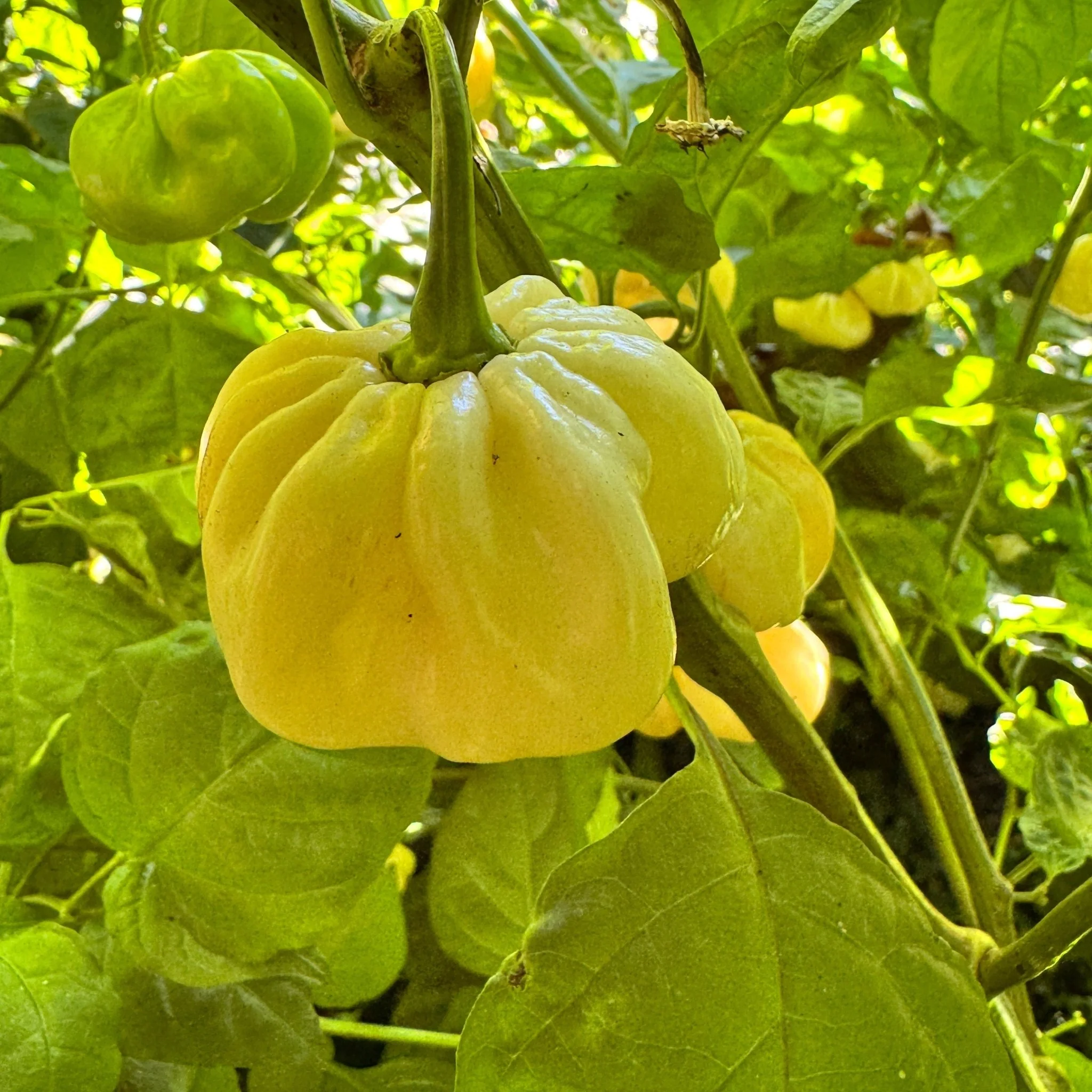 Scotch Bonnet Cream - Seeds - Image 6