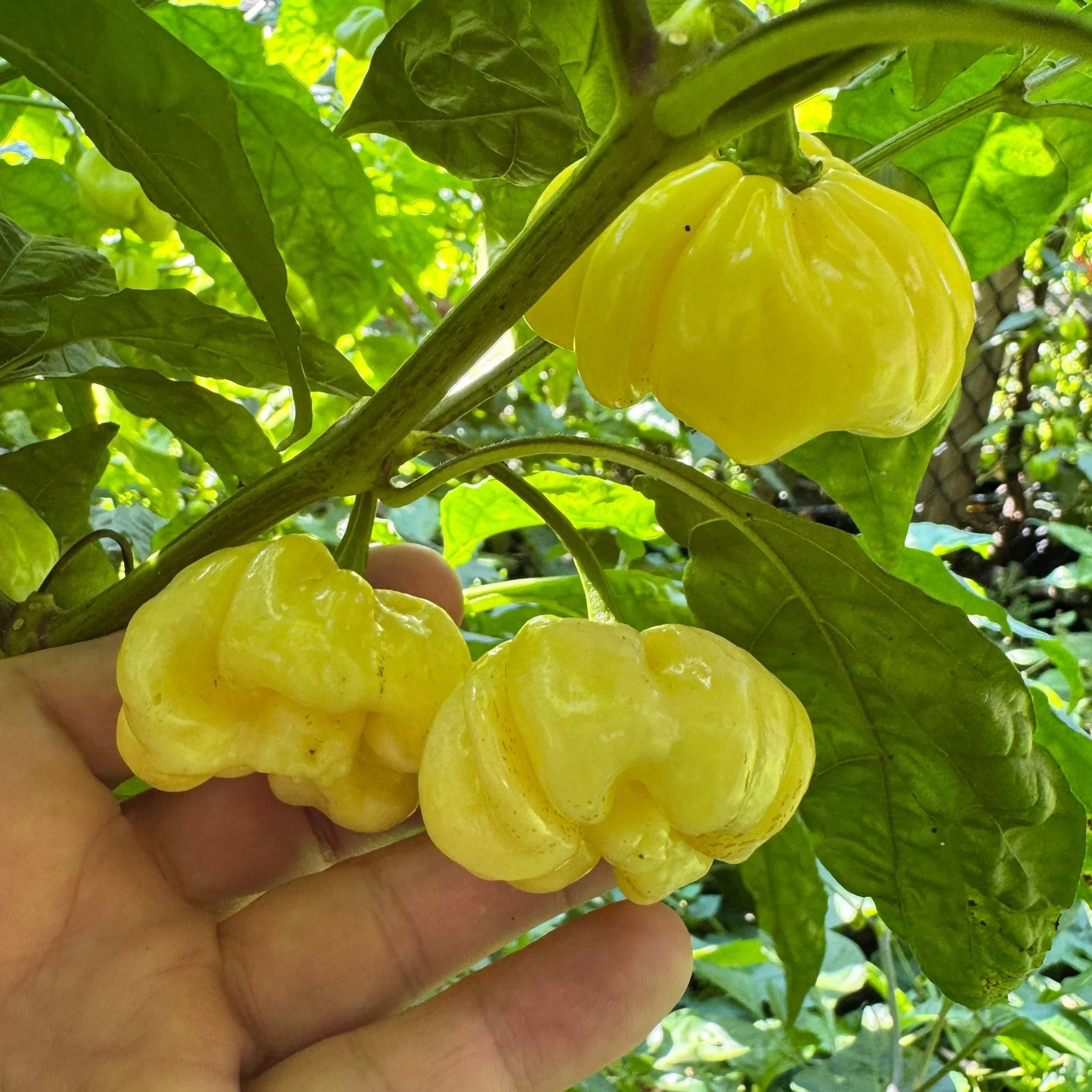 Scotch Bonnet Cream - Seeds - Image 7