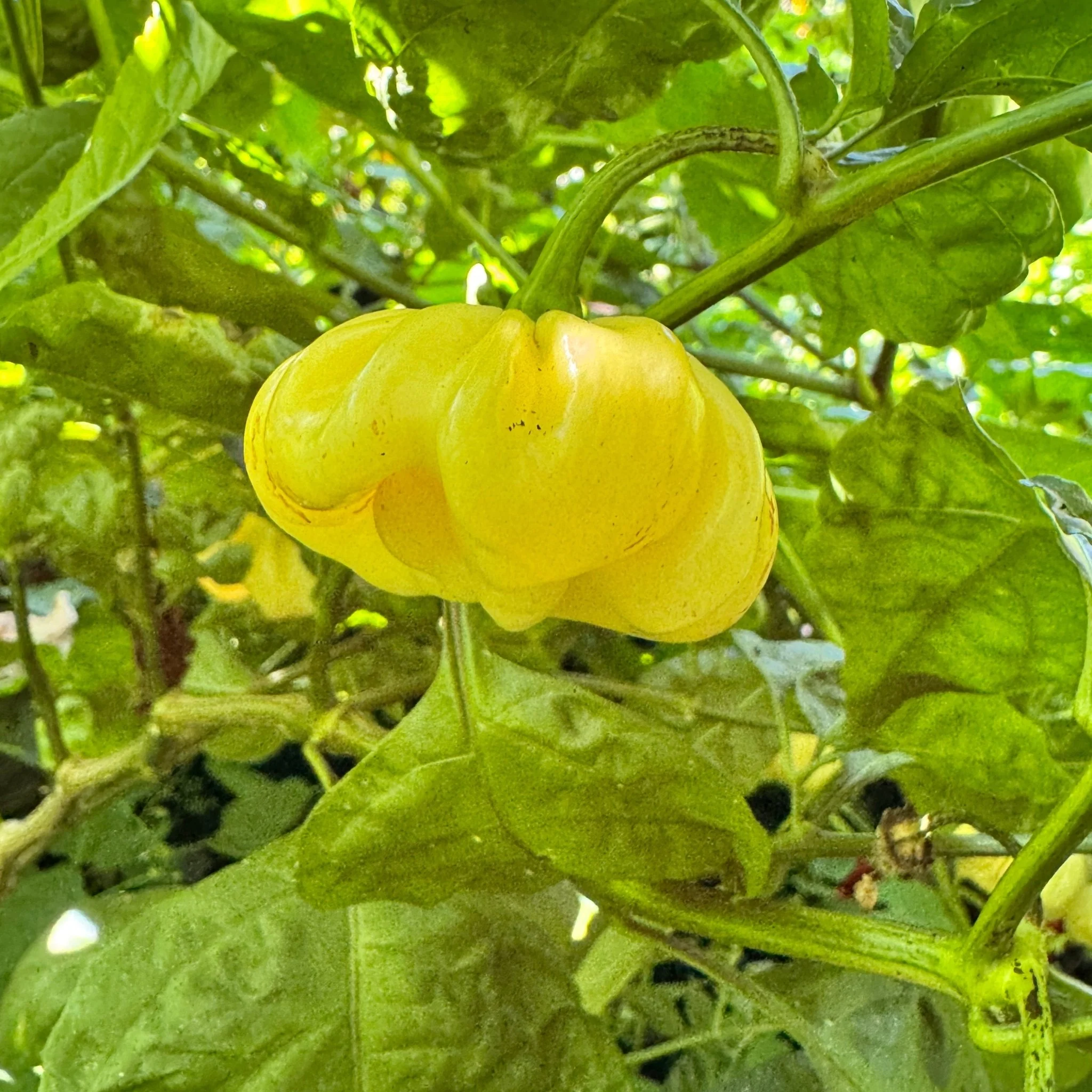 Scotch Bonnet Cream - Seeds - Image 8