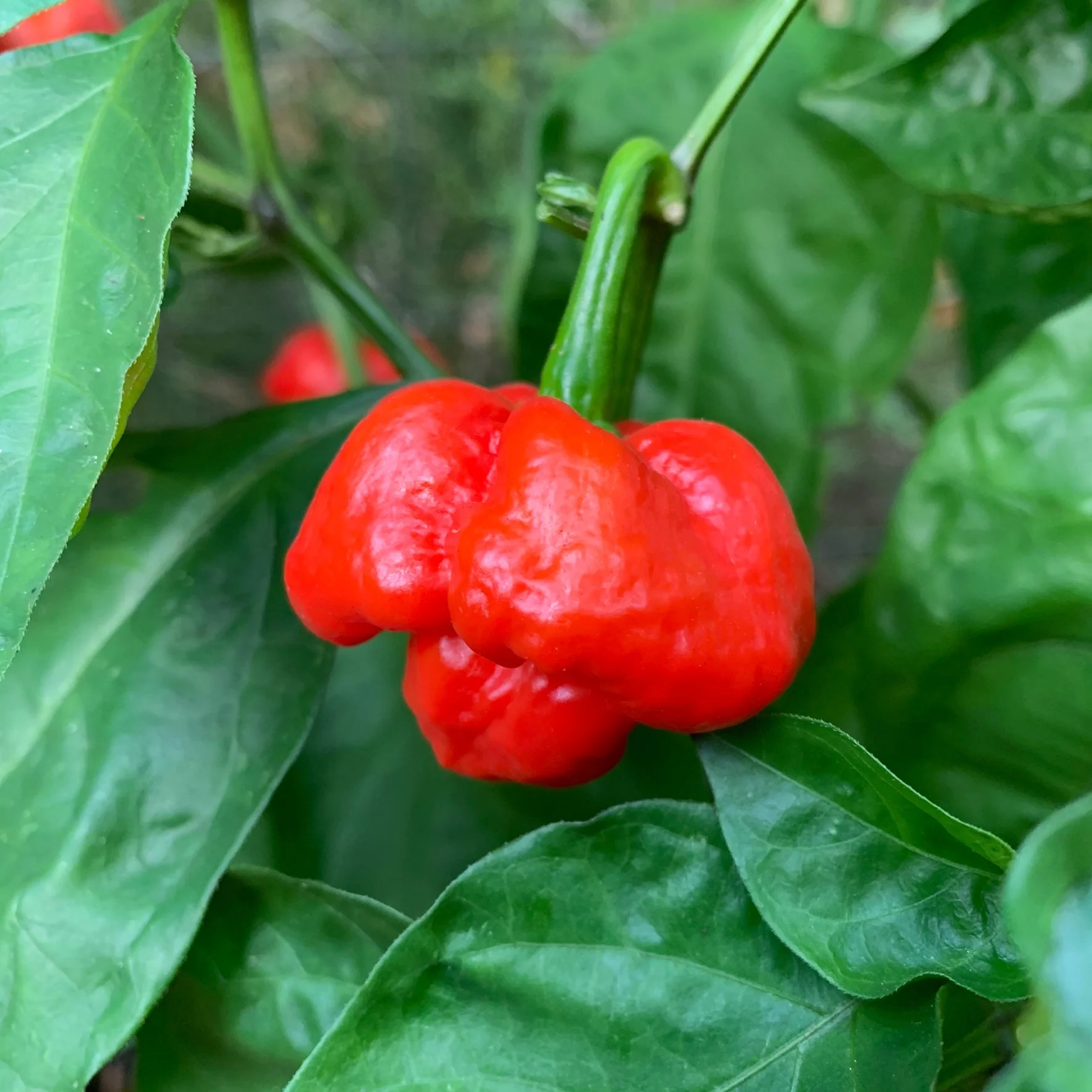 Scotch Bonnet MOA Red - Seeds - Image 2