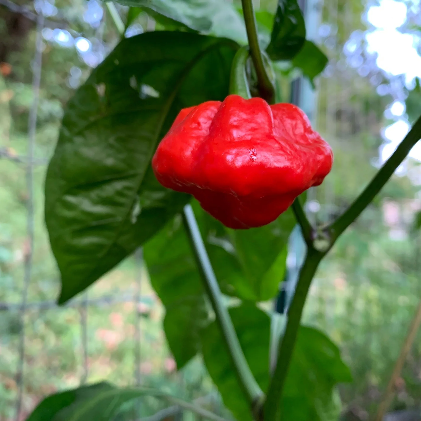 Scotch Bonnet MOA Red - Seeds - Image 3