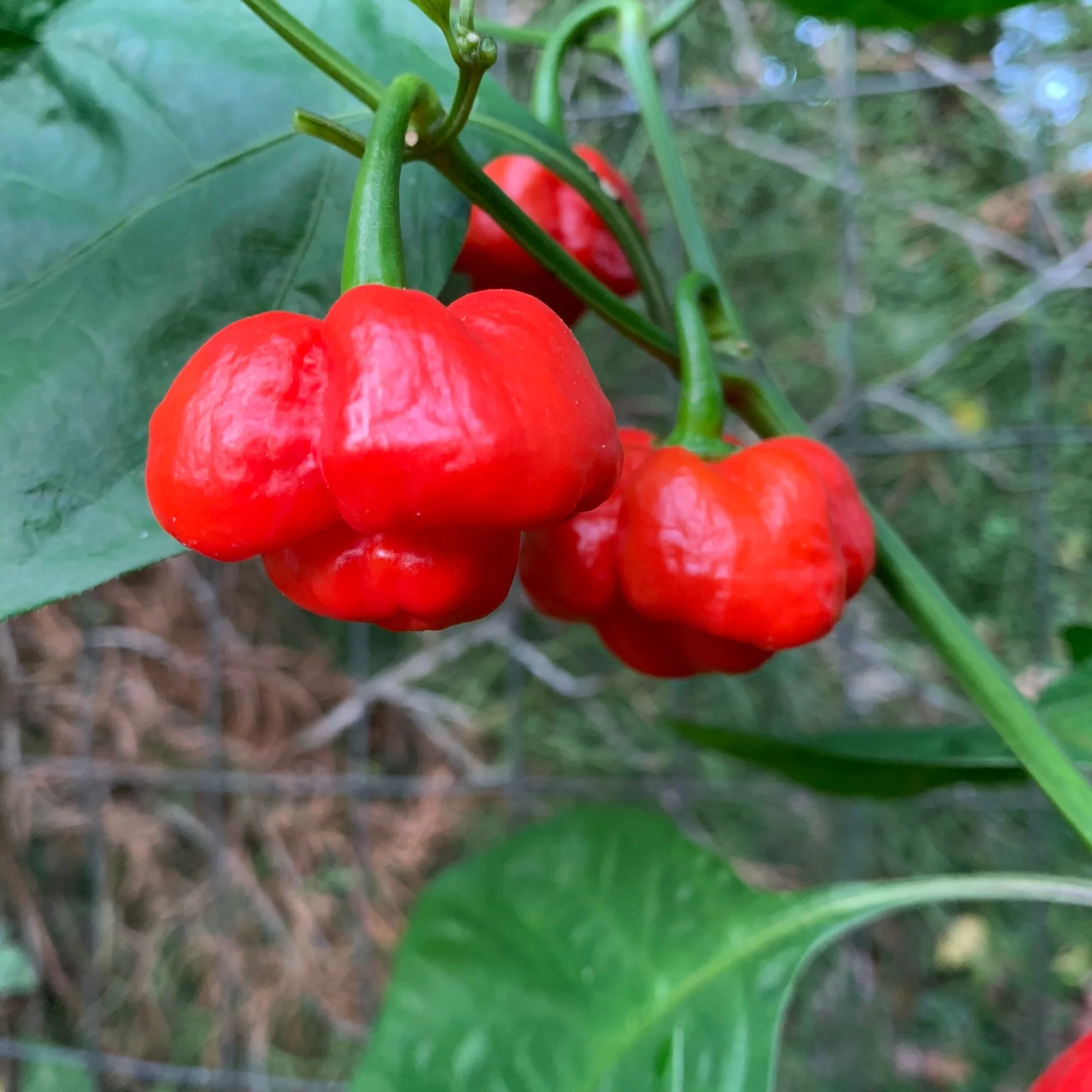 Scotch Bonnet MOA Red - Seeds - Image 4