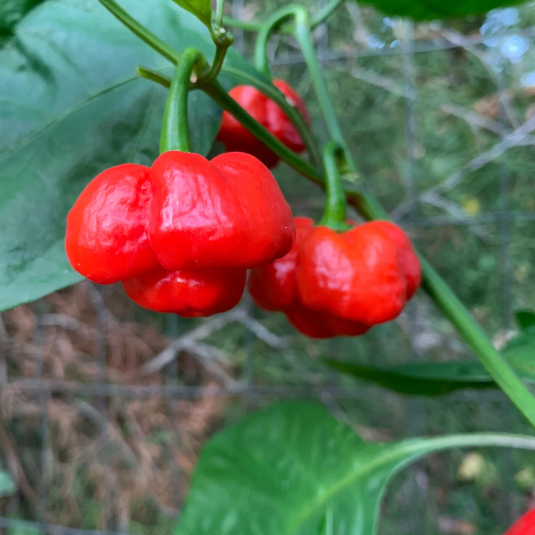 Scotch Bonnet MOA Red - Seeds - Image 5