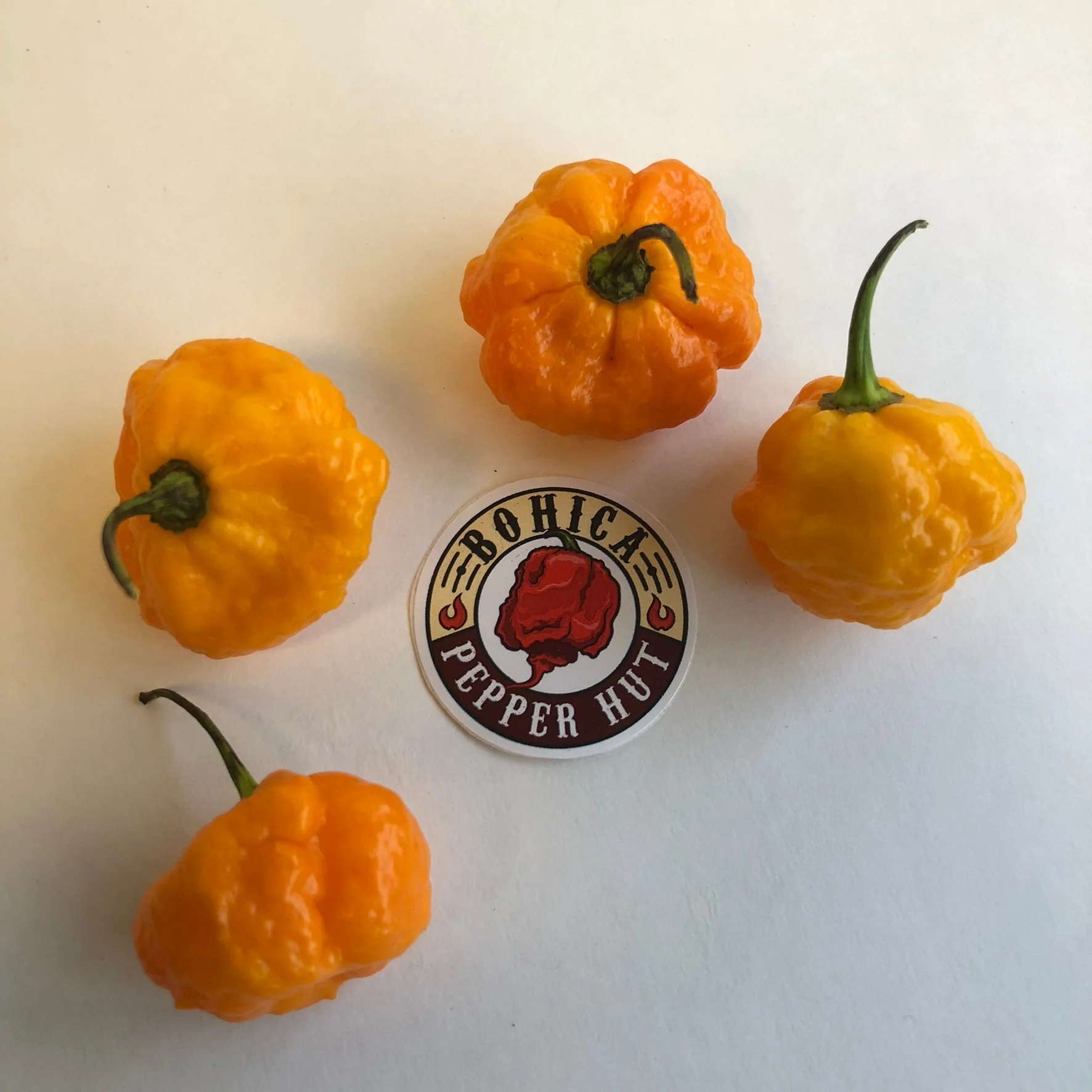 Scotch Brains - Seeds - Image 2
