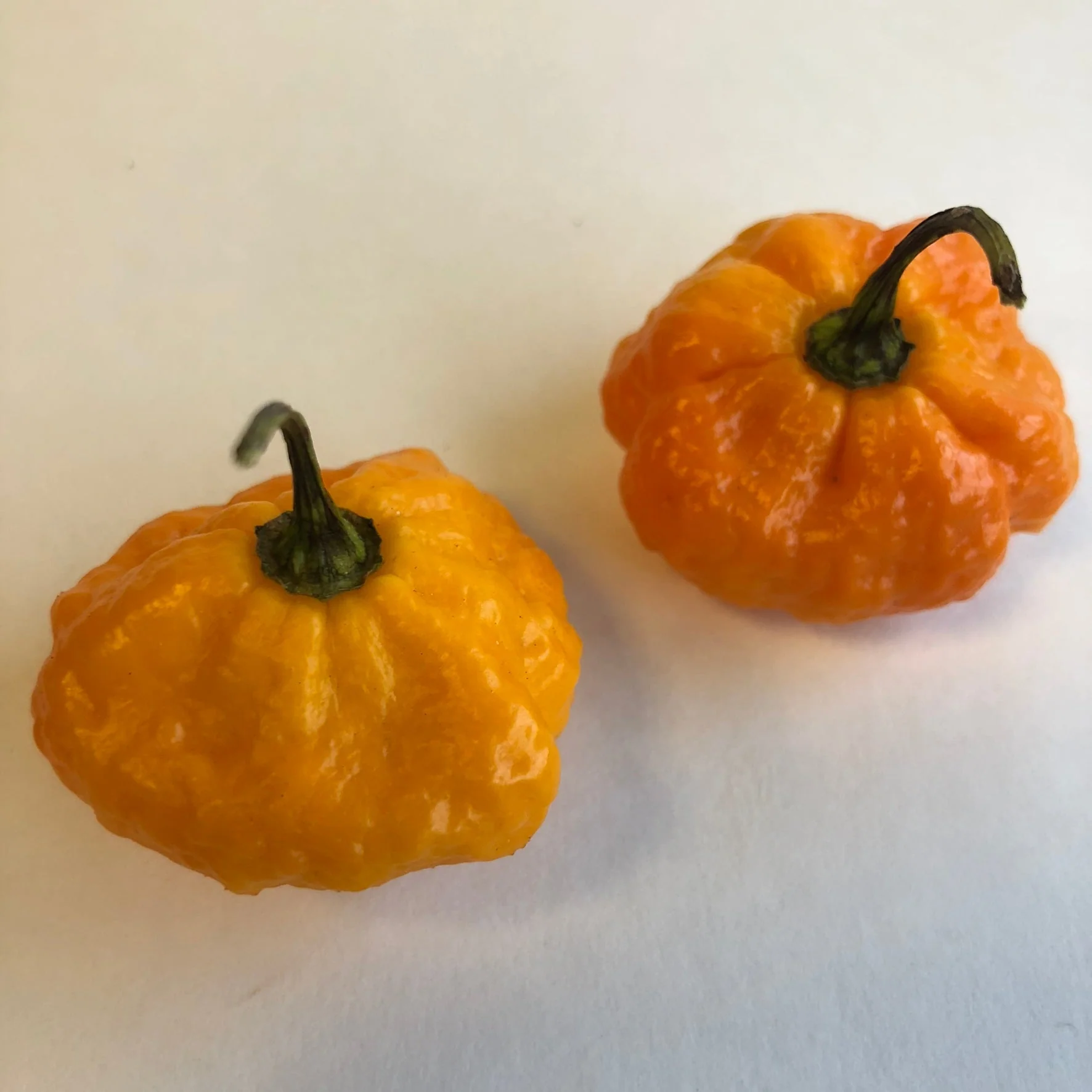 Scotch Brains - Seeds - Image 3