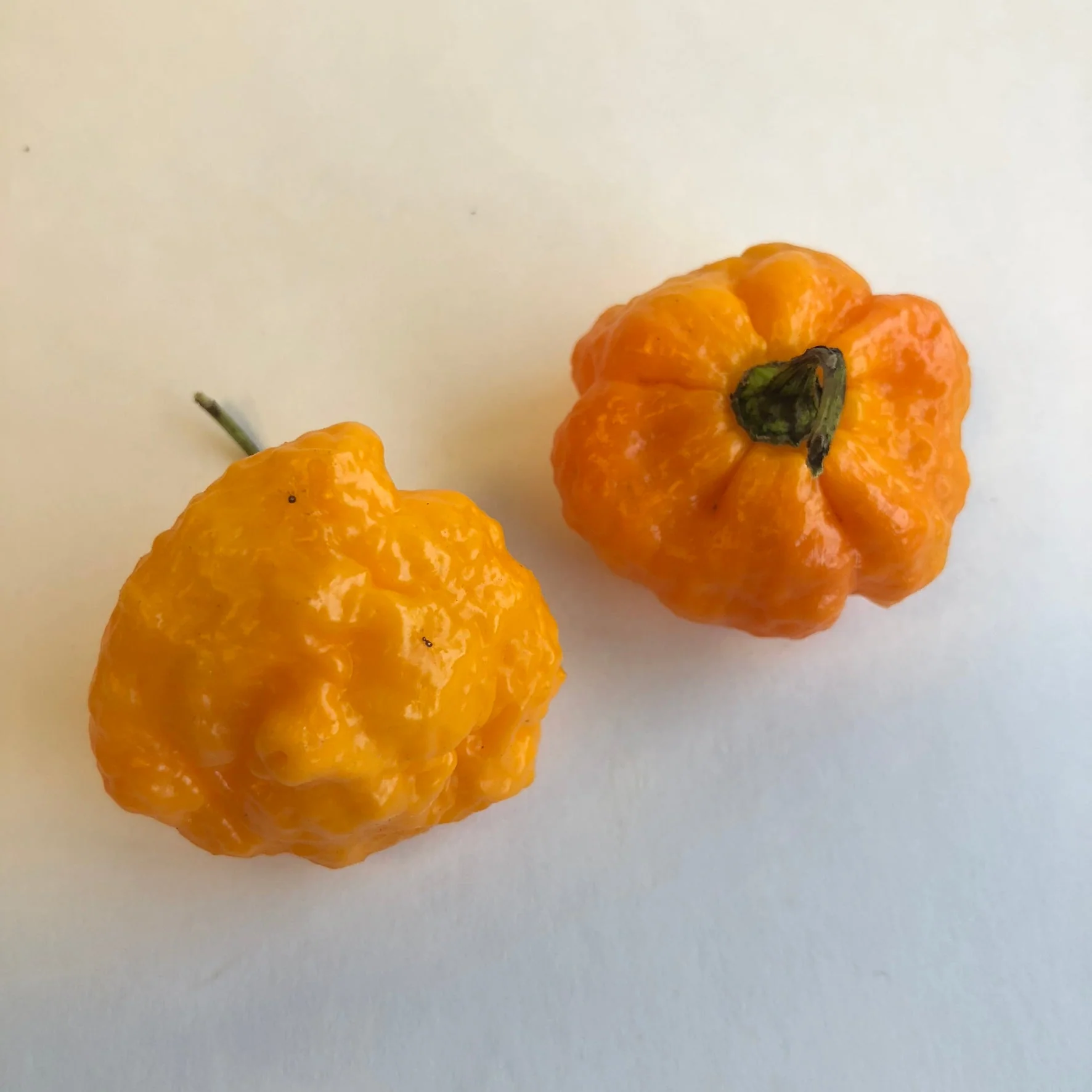 Scotch Brains - Seeds - Image 4