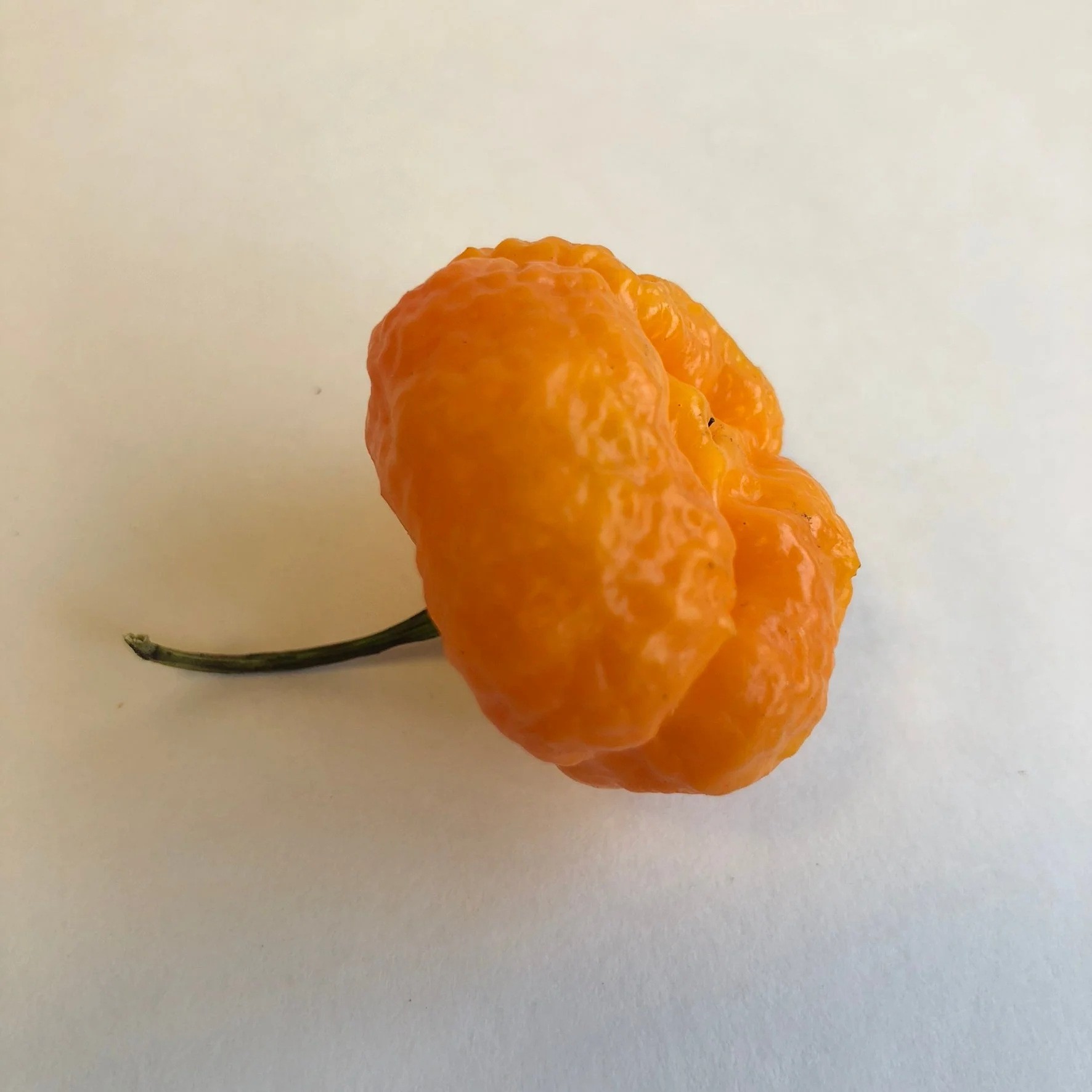 Scotch Brains - Seeds - Image 6