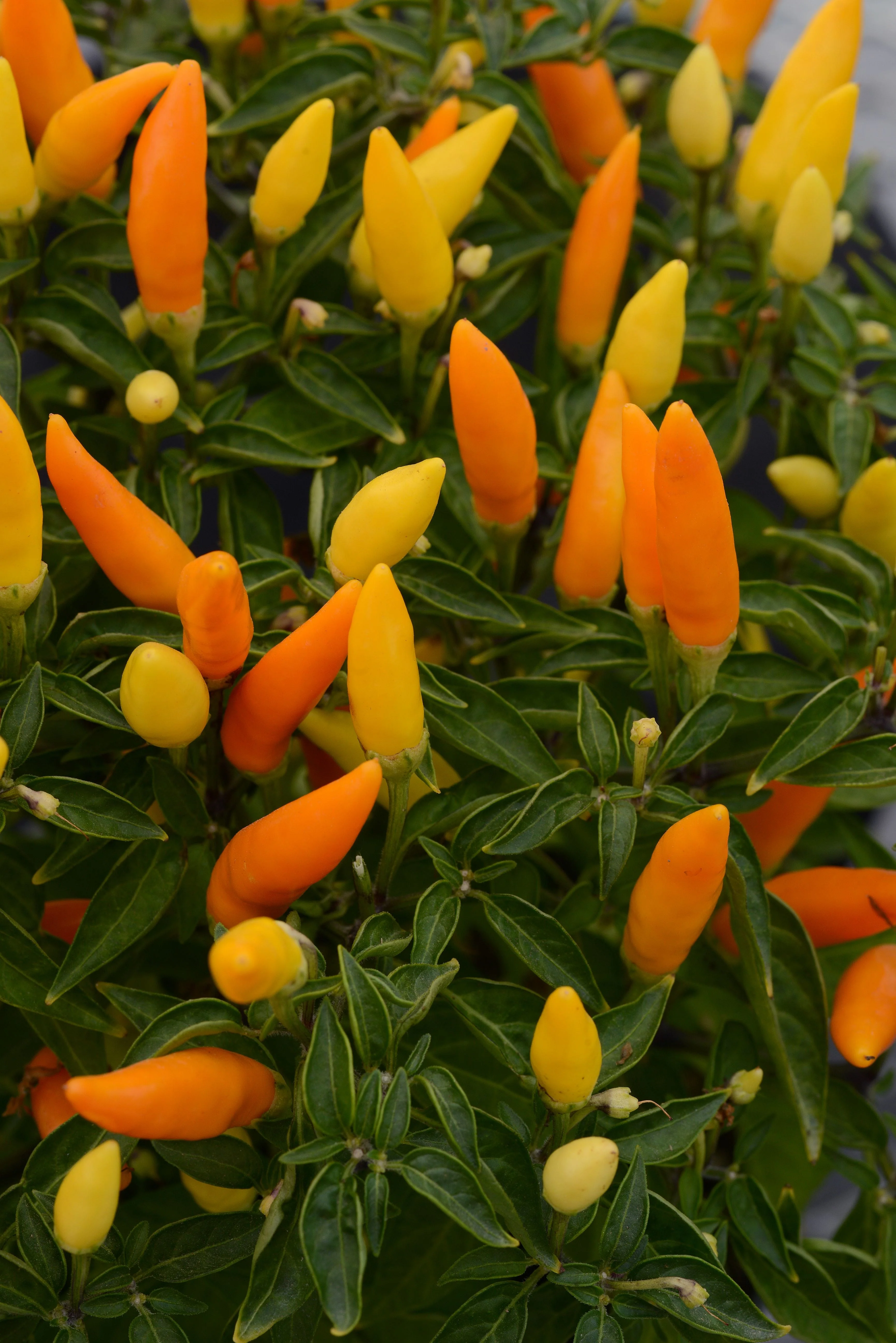 Sedona Sun Ornamental Pepper Seeds - Image 2