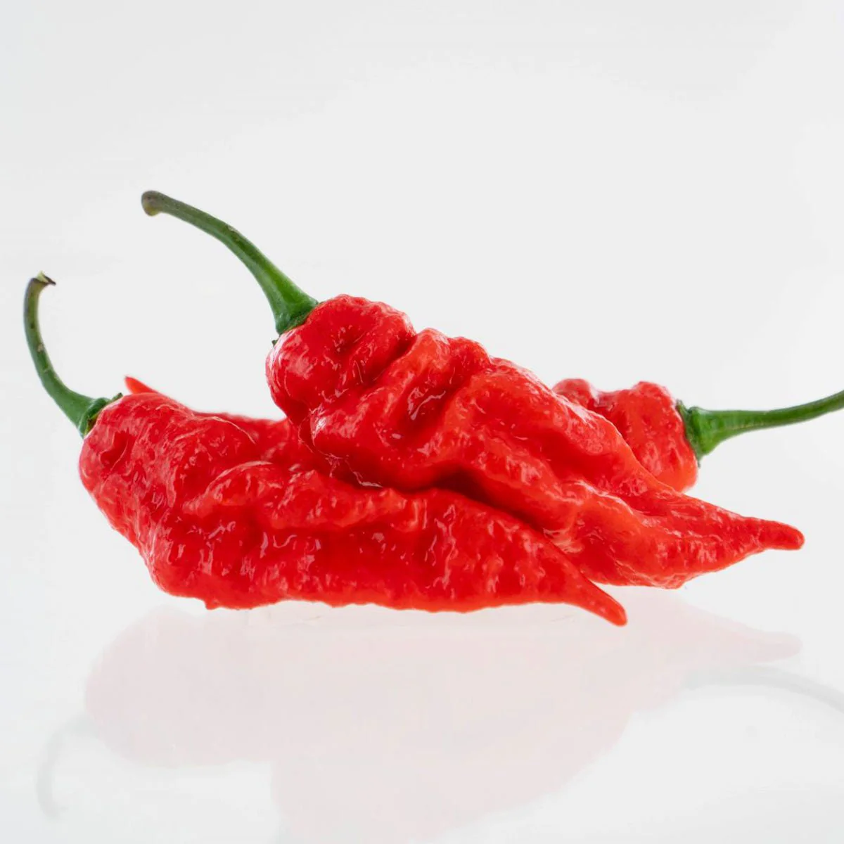 Sepia Reaper x Pimenta de Neyde Pepper Seeds - Image 2