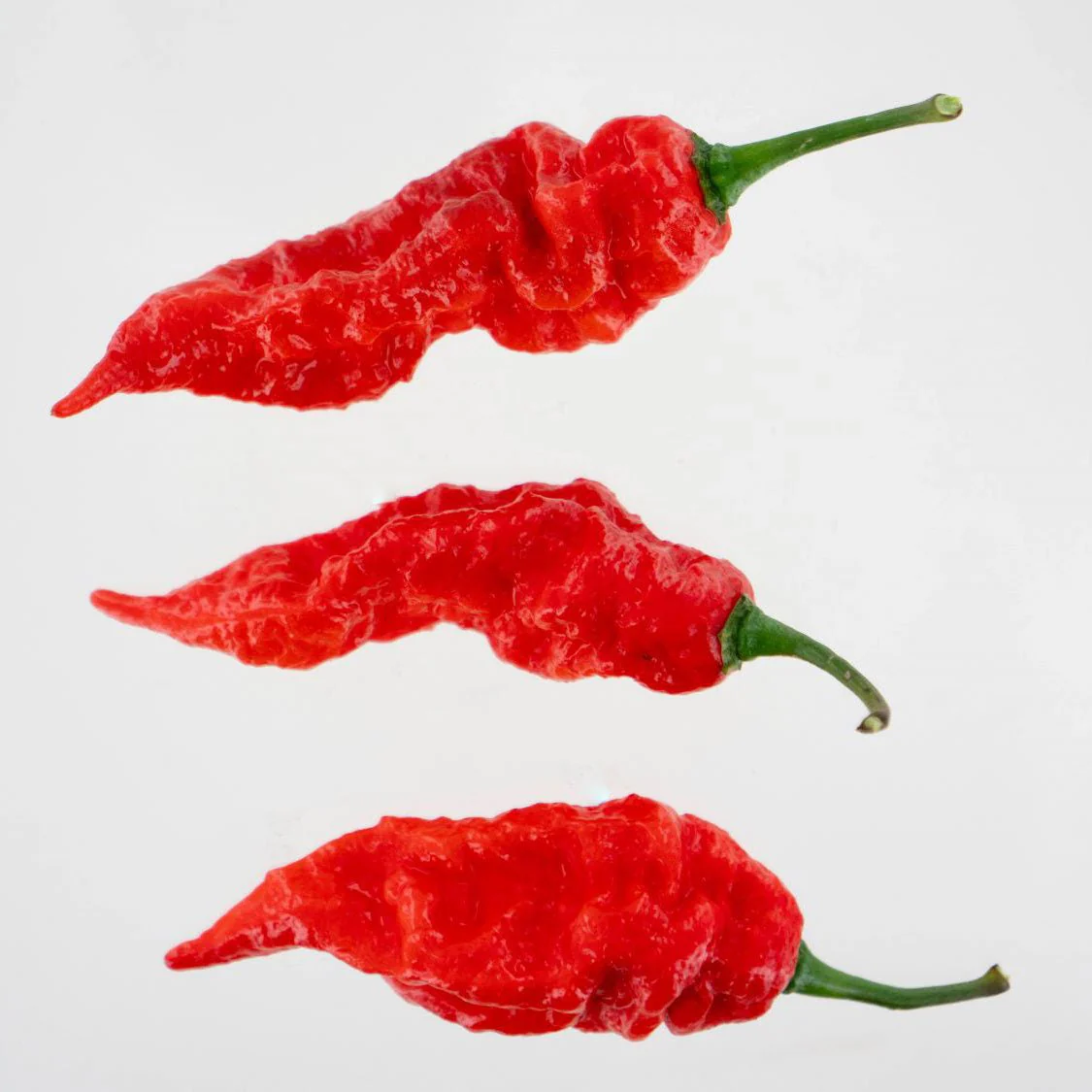 Sepia Reaper x Pimenta de Neyde Pepper Seeds - Image 3