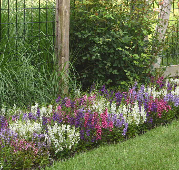 Serena Hybrid Mix Angelonia Seeds - Image 2