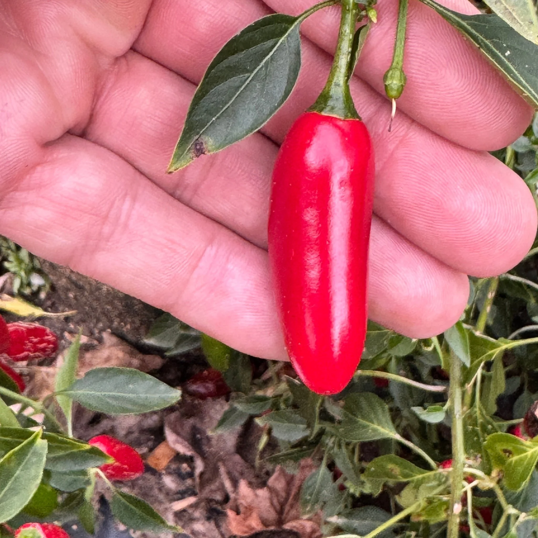 Serrano  - Seeds - Image 3
