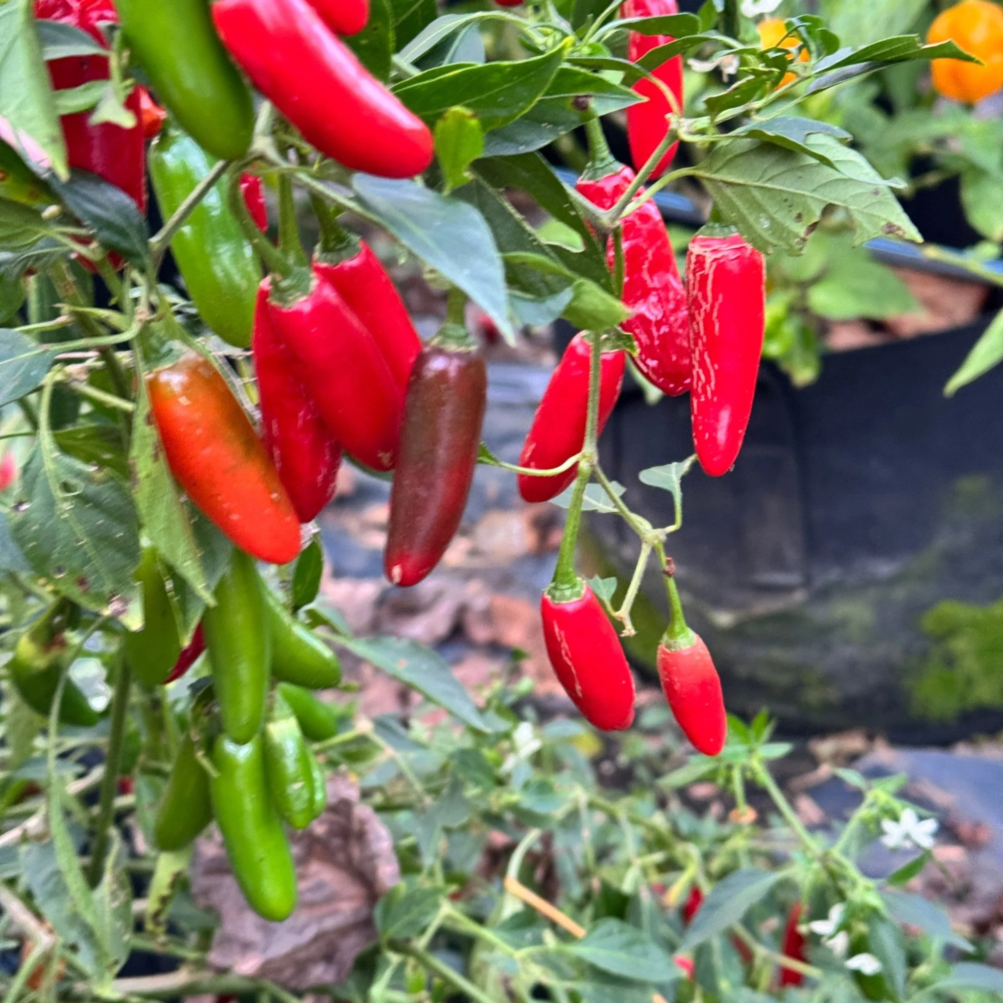 Serrano  - Seeds - Image 4